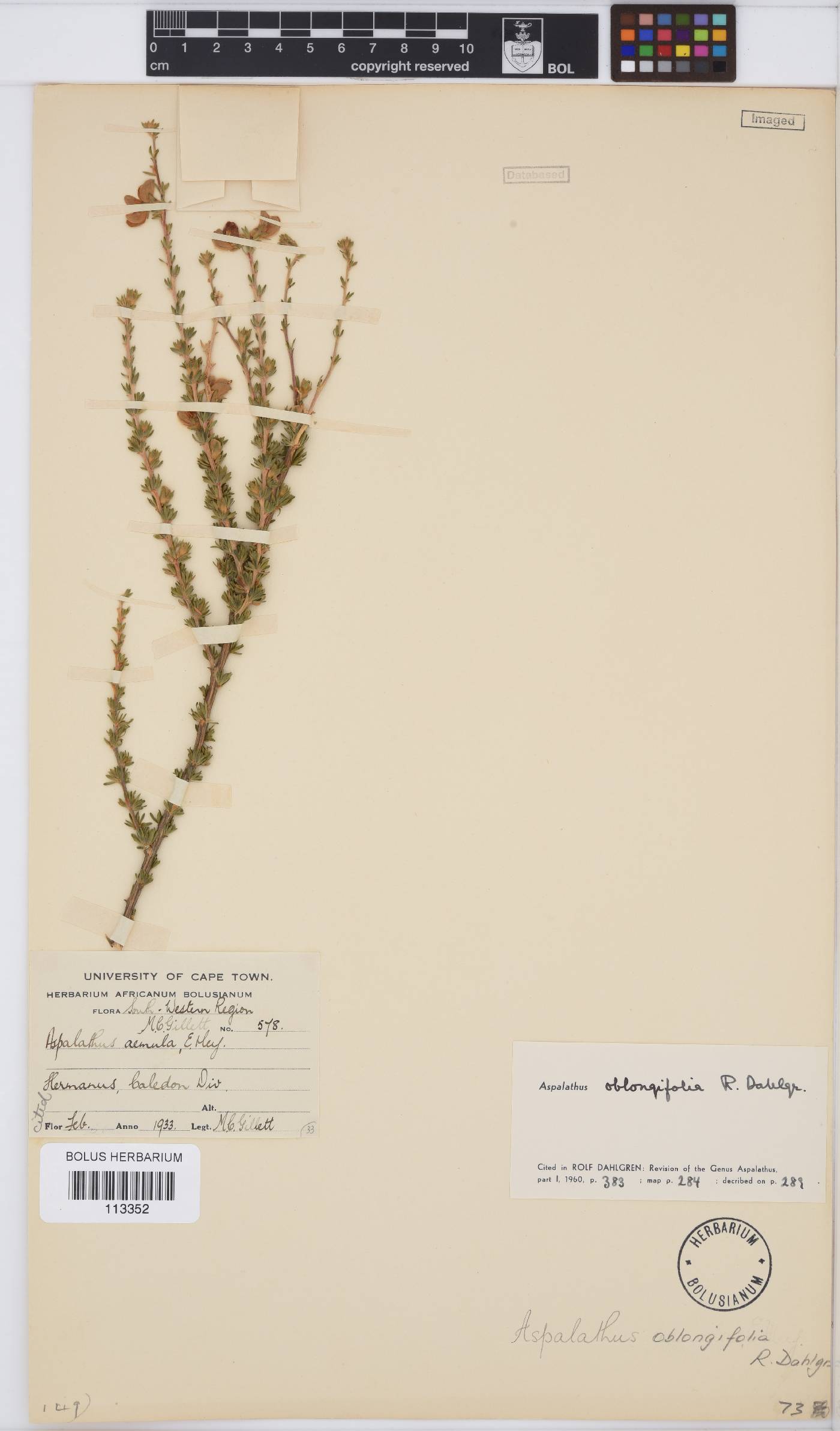 Aspalathus oblongifolia image