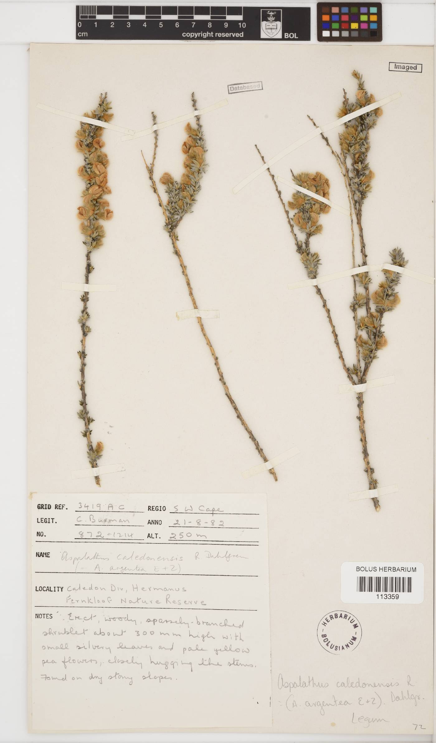 Aspalathus caledonensis image