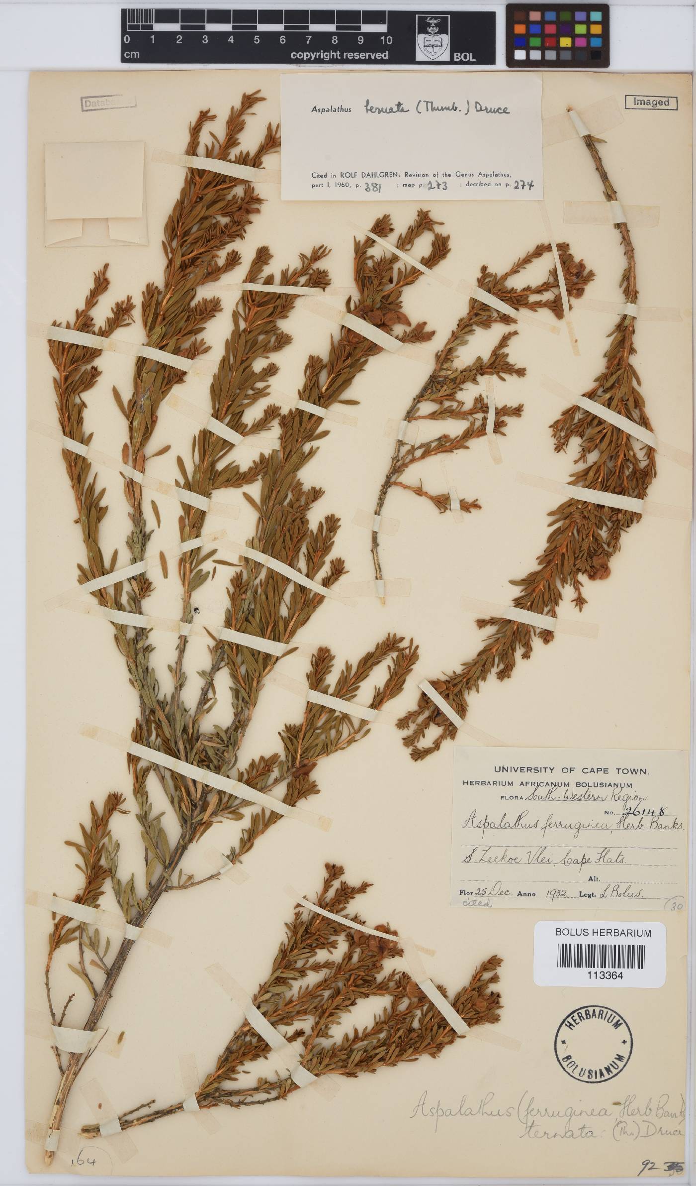 Aspalathus ternata image