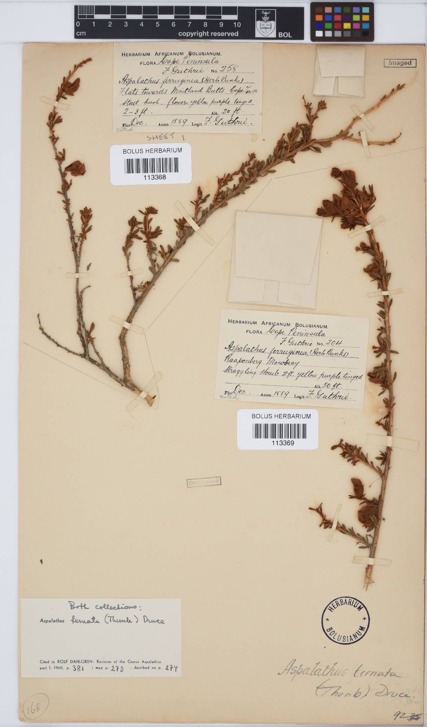 Aspalathus ternata image