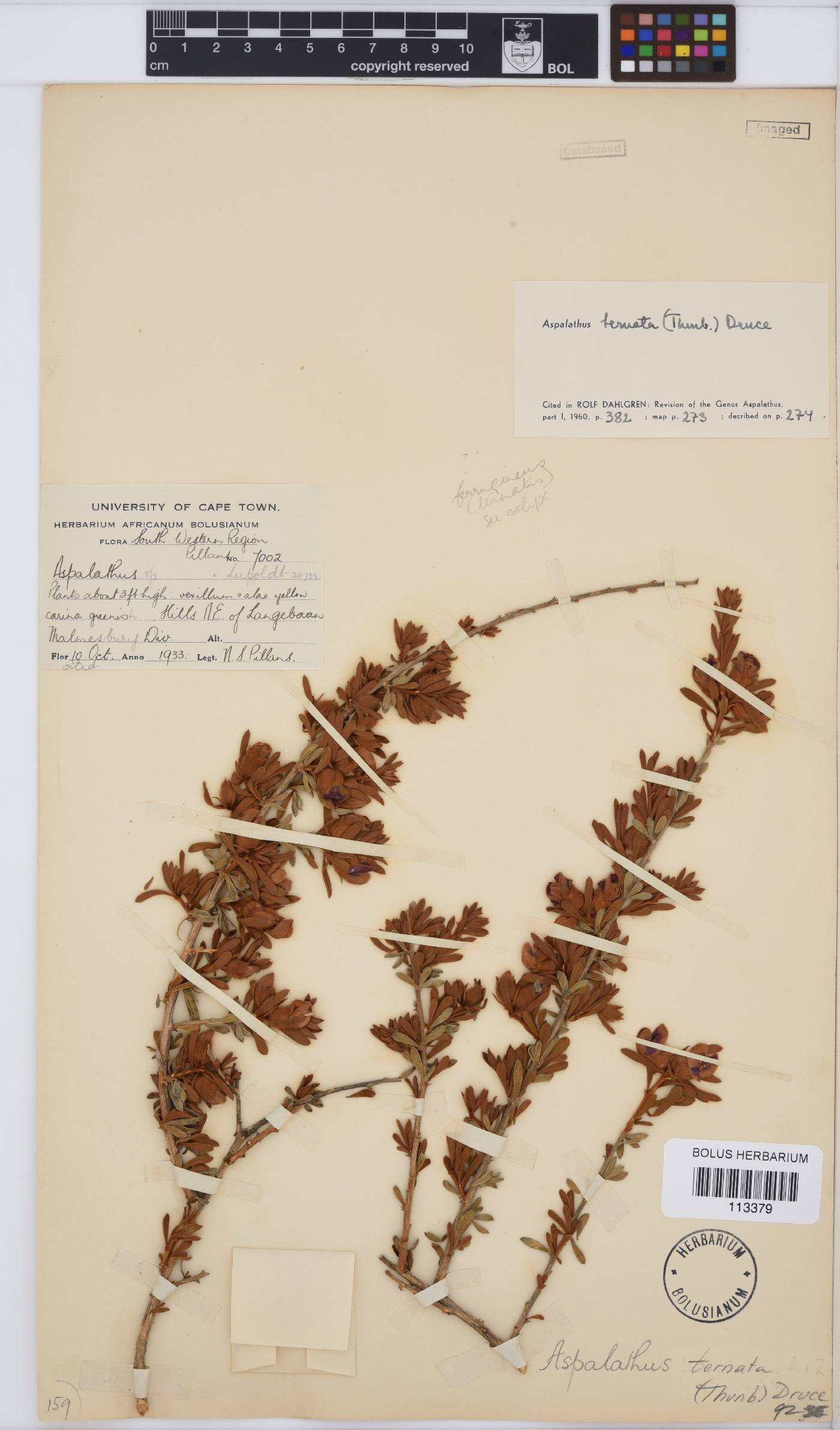 Aspalathus ternata image