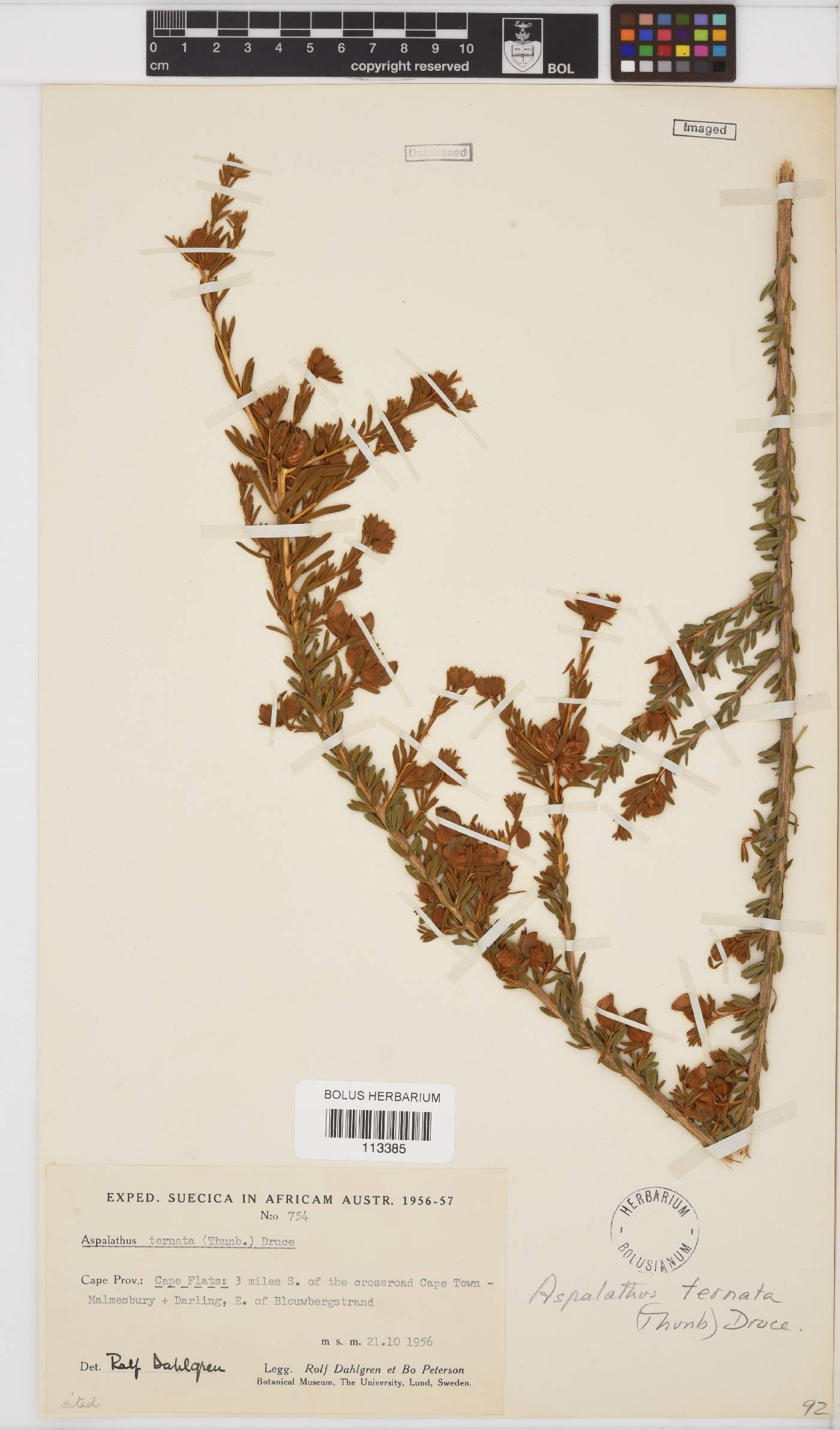 Aspalathus ternata image