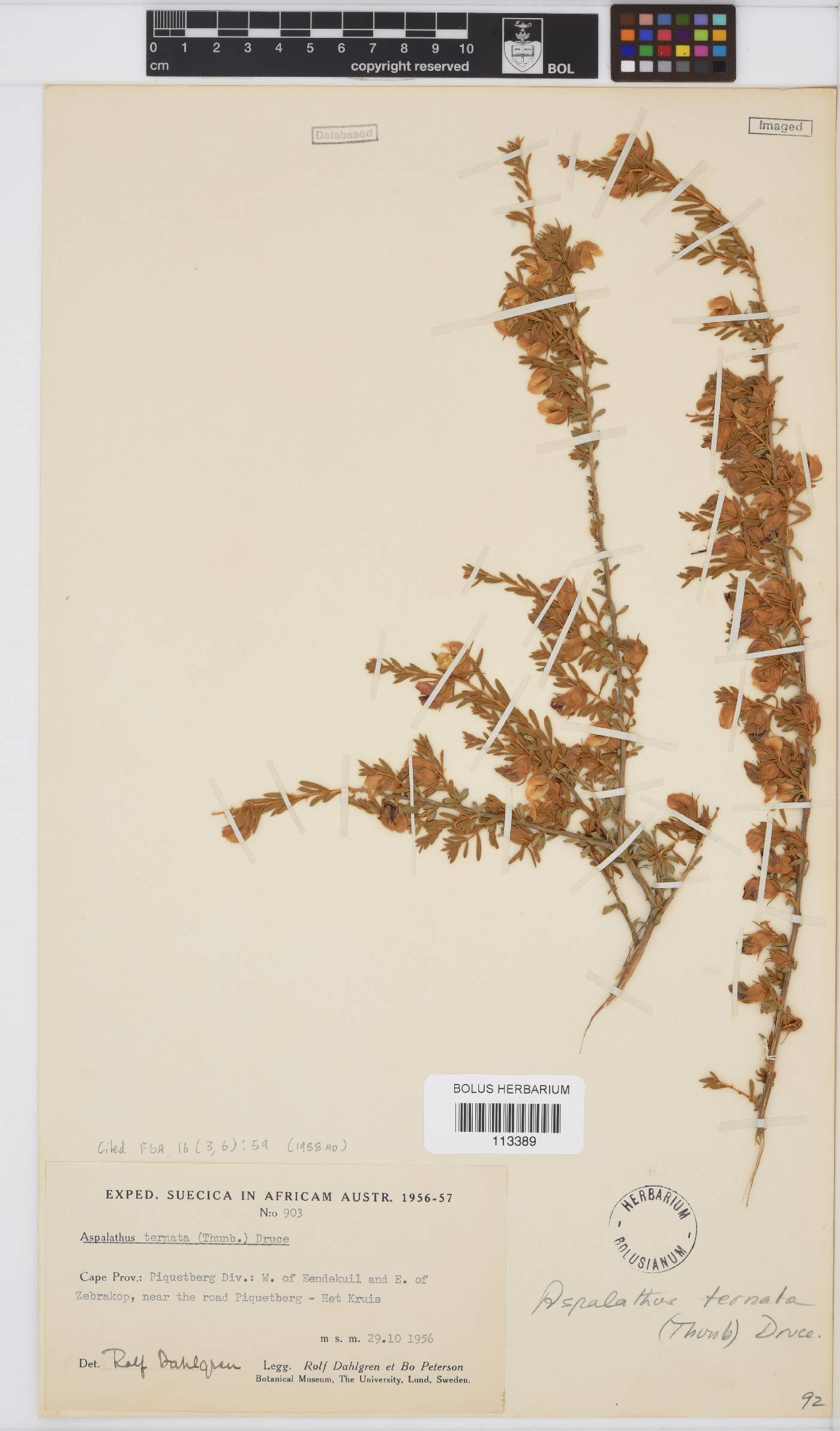 Aspalathus ternata image