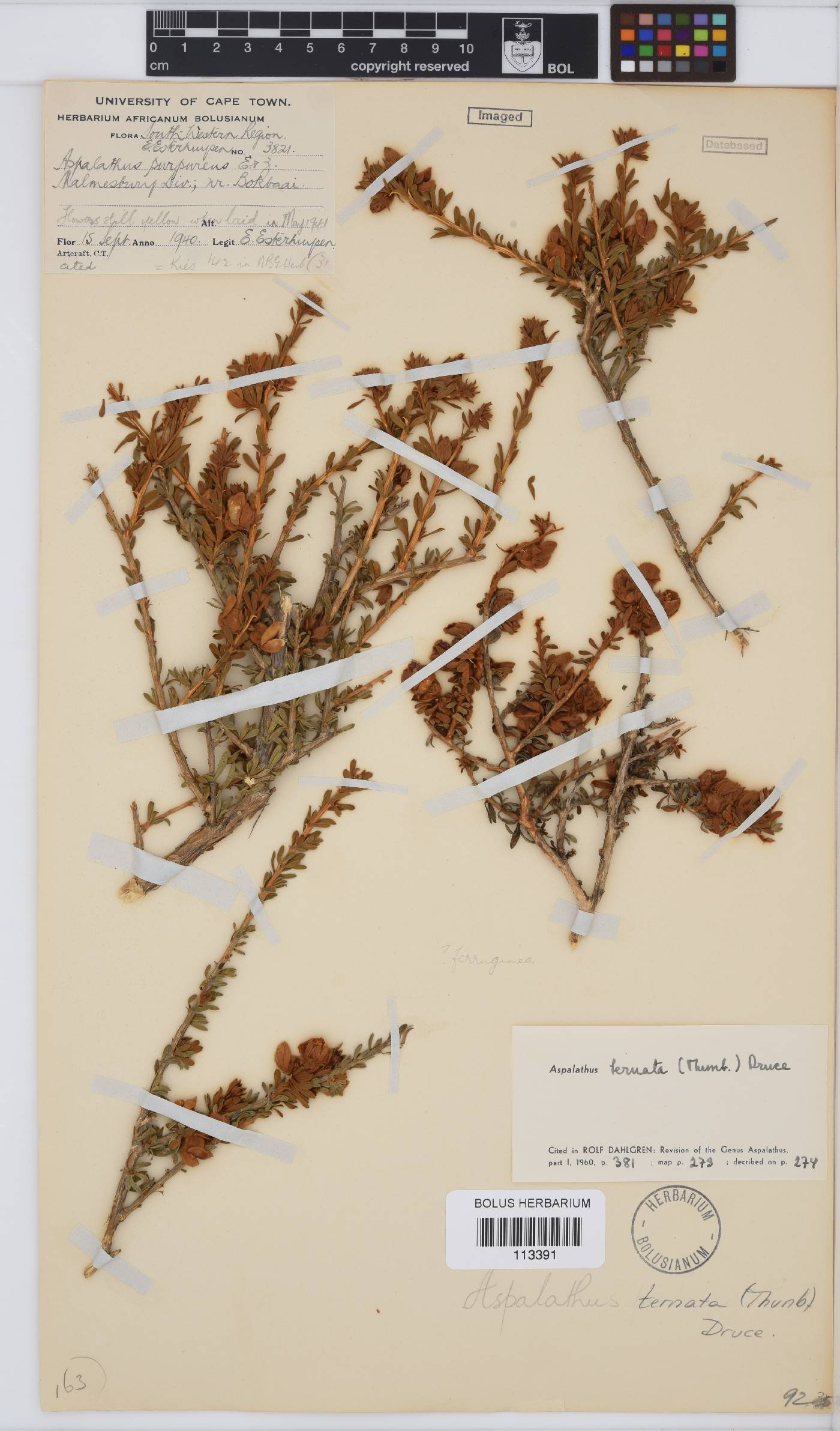 Aspalathus ternata image