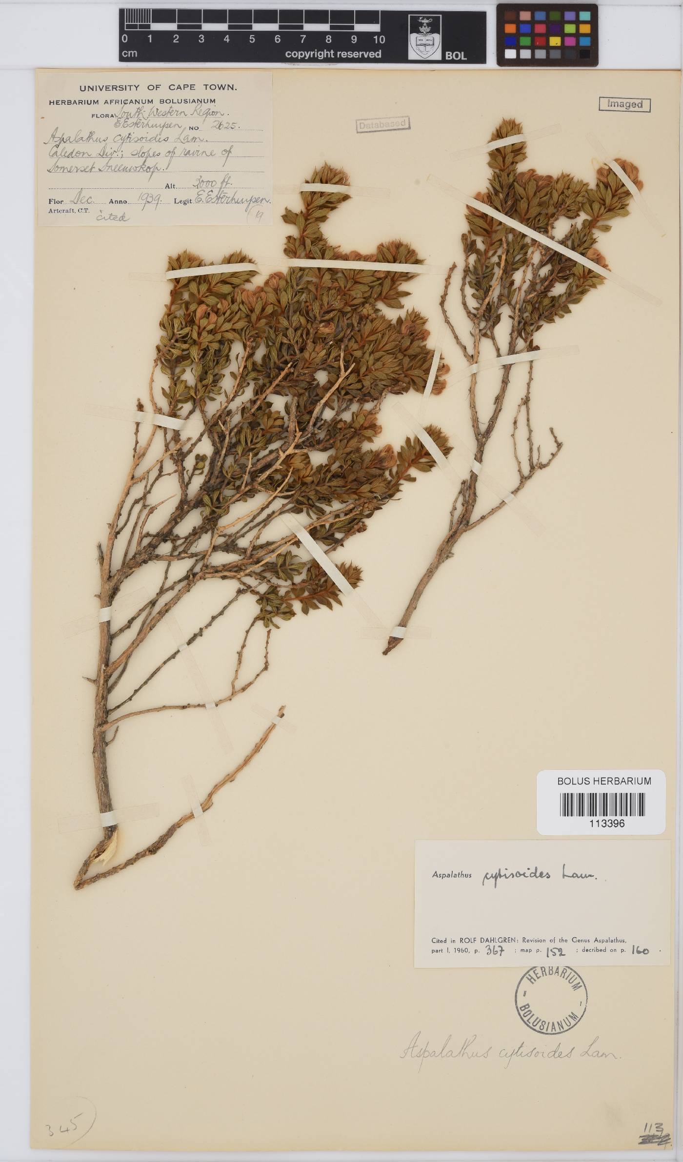Aspalathus cytisoides image