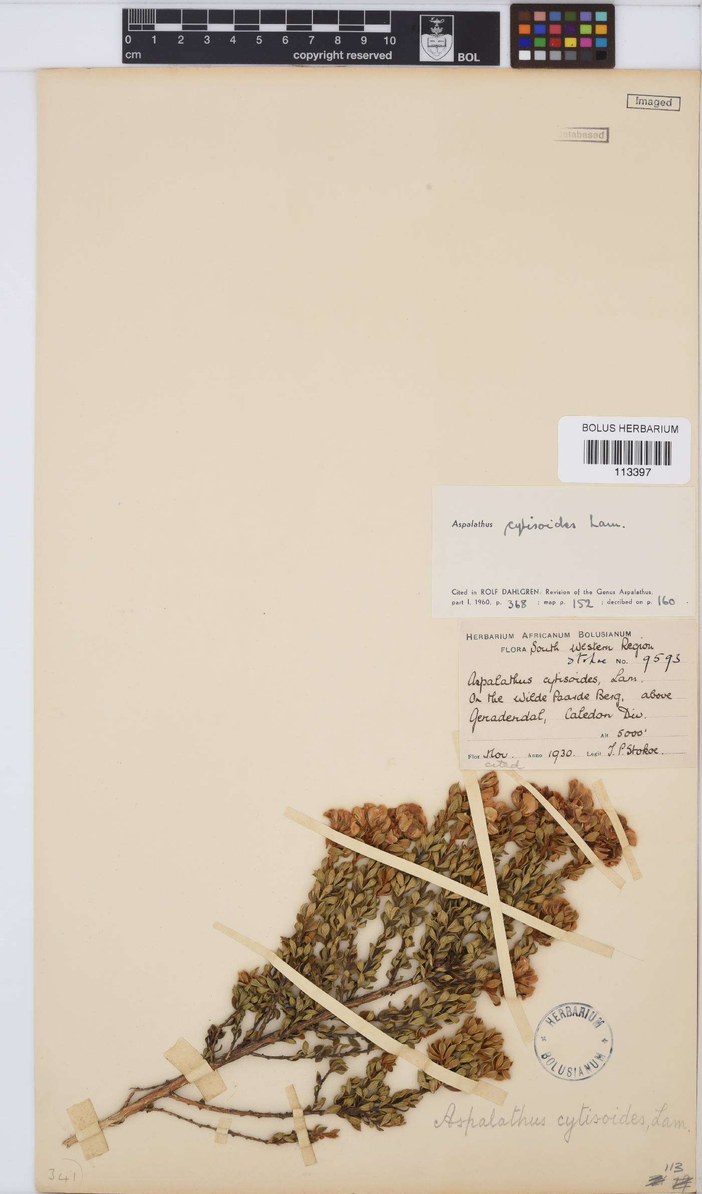 Aspalathus cytisoides image
