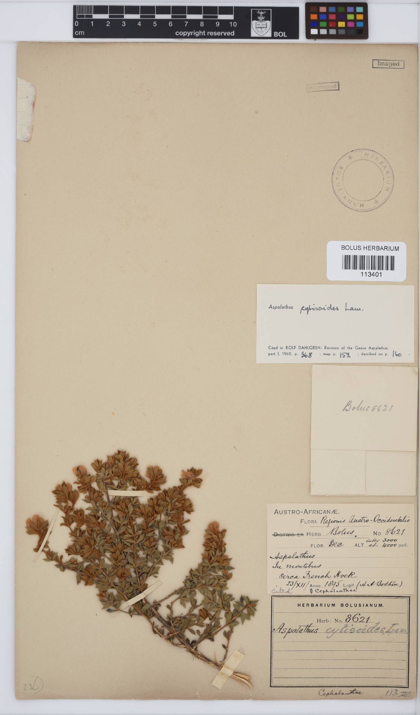 Aspalathus cytisoides image
