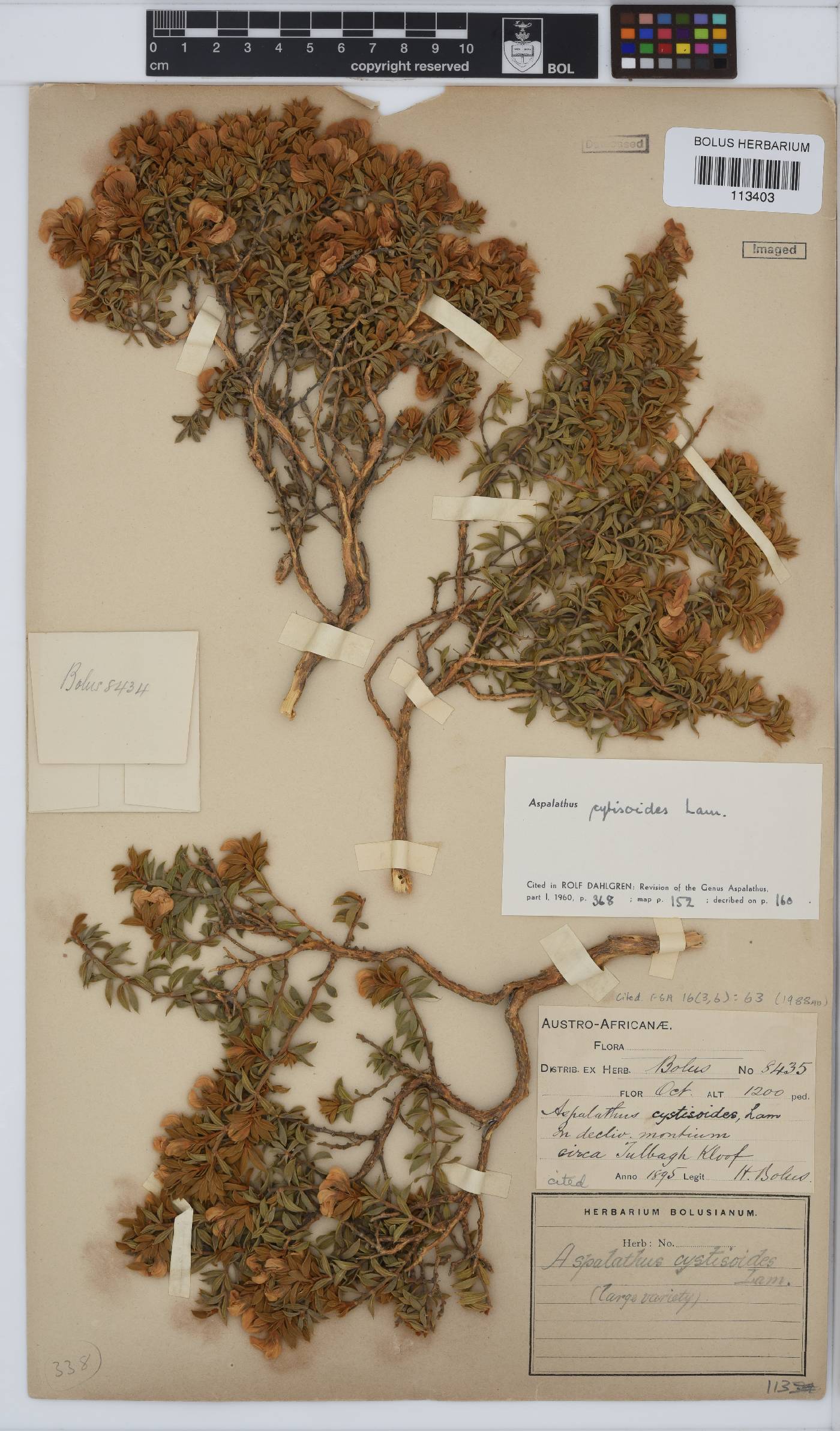 Aspalathus cytisoides image