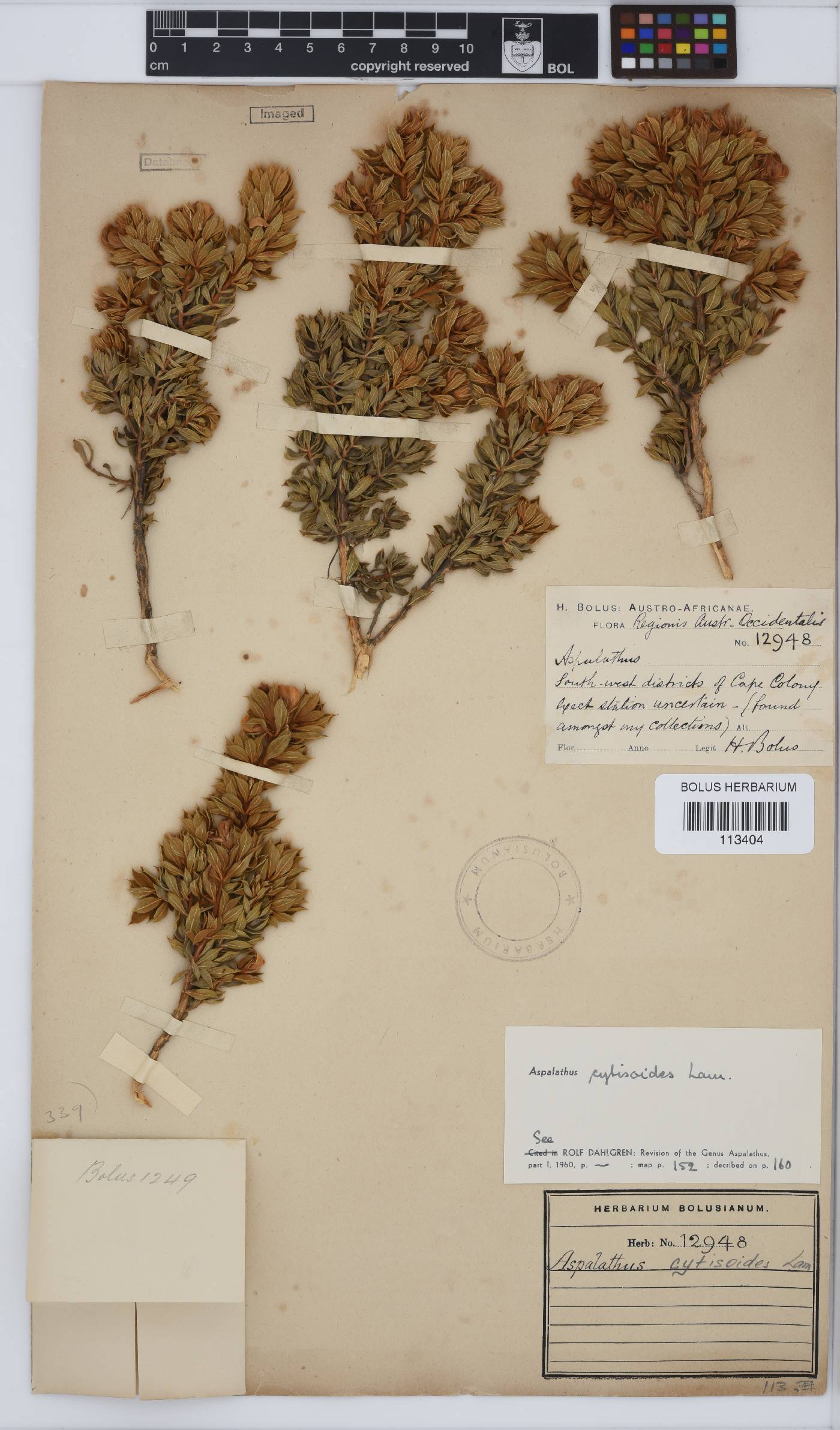 Aspalathus cytisoides image