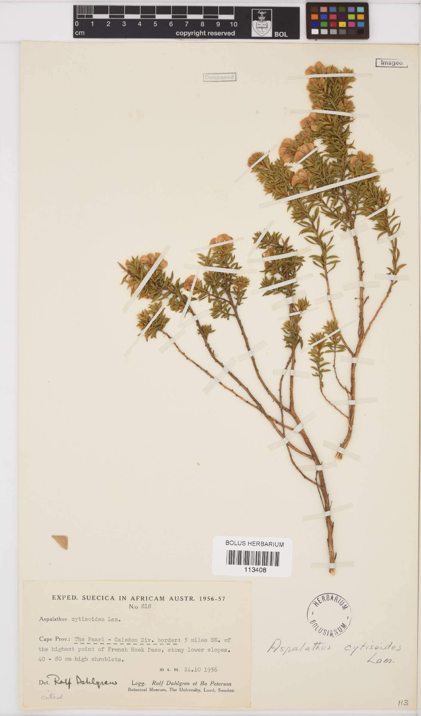 Aspalathus cytisoides image