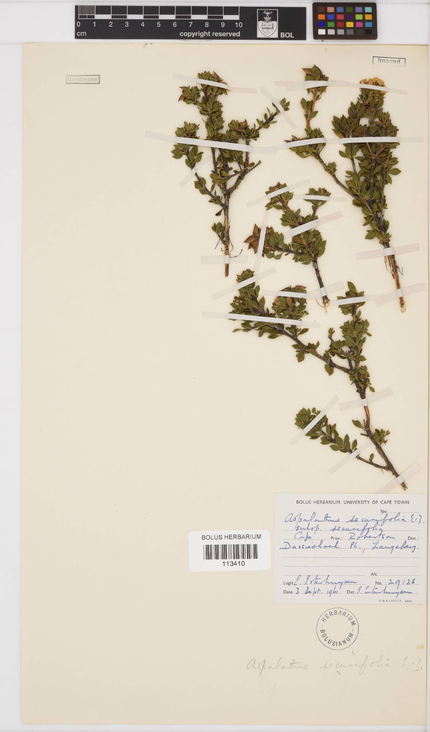 Aspalathus securifolia image