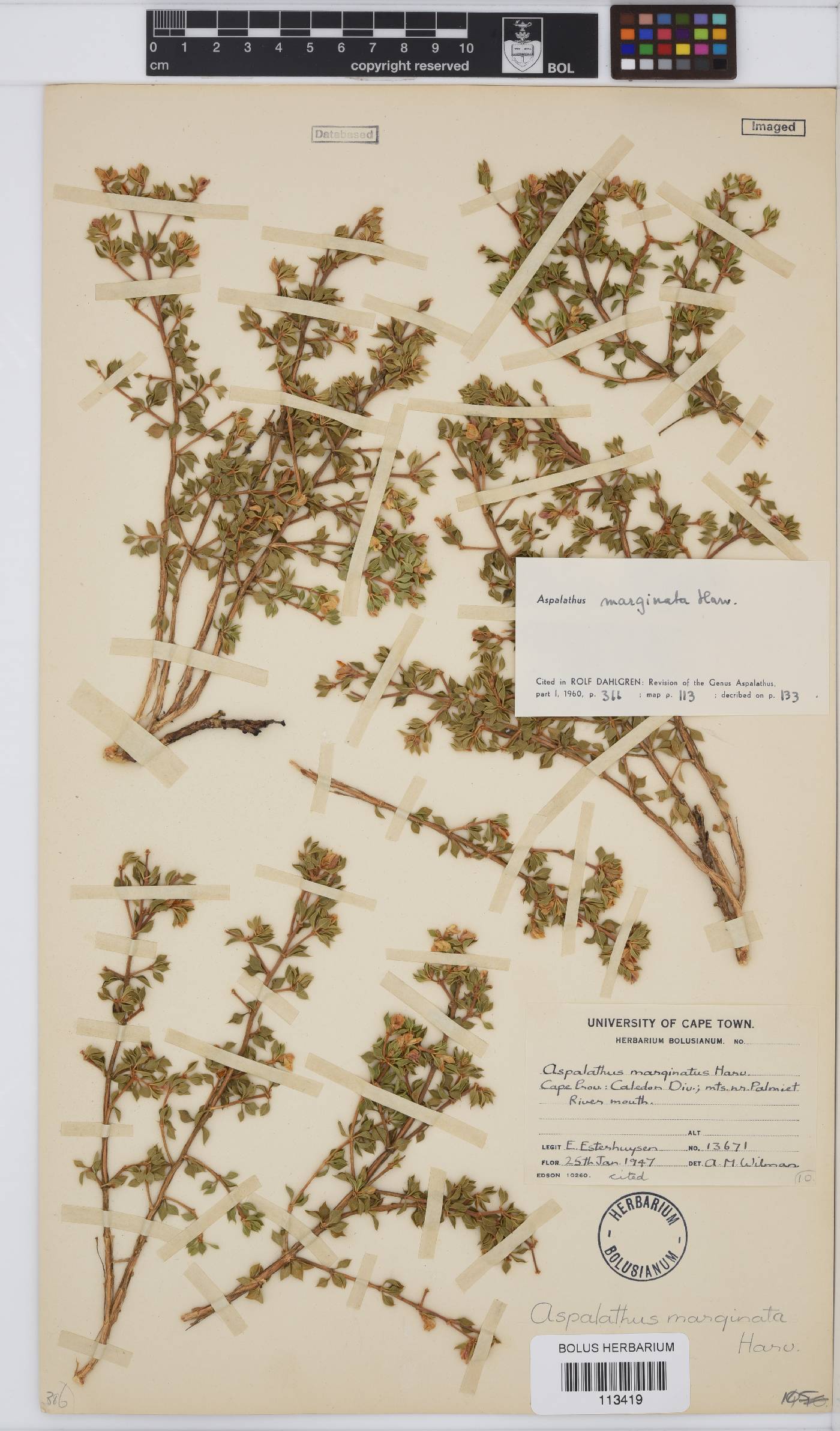 Aspalathus marginata image