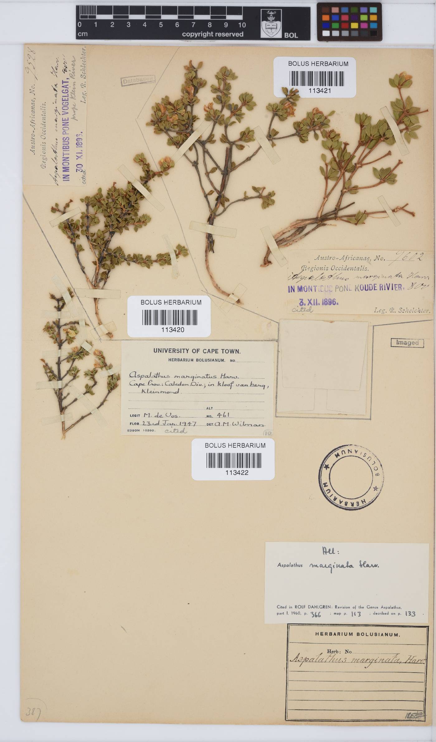 Aspalathus marginata image