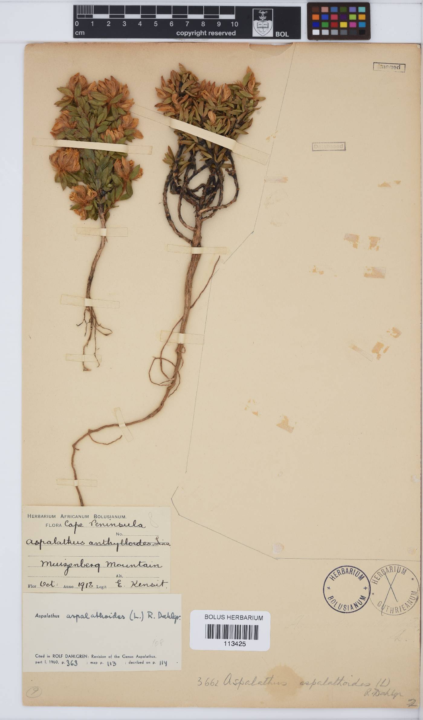 Aspalathus aspalathoides image