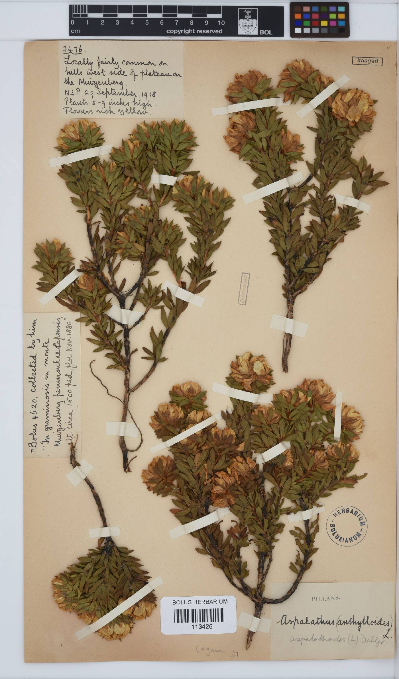 Aspalathus aspalathoides image