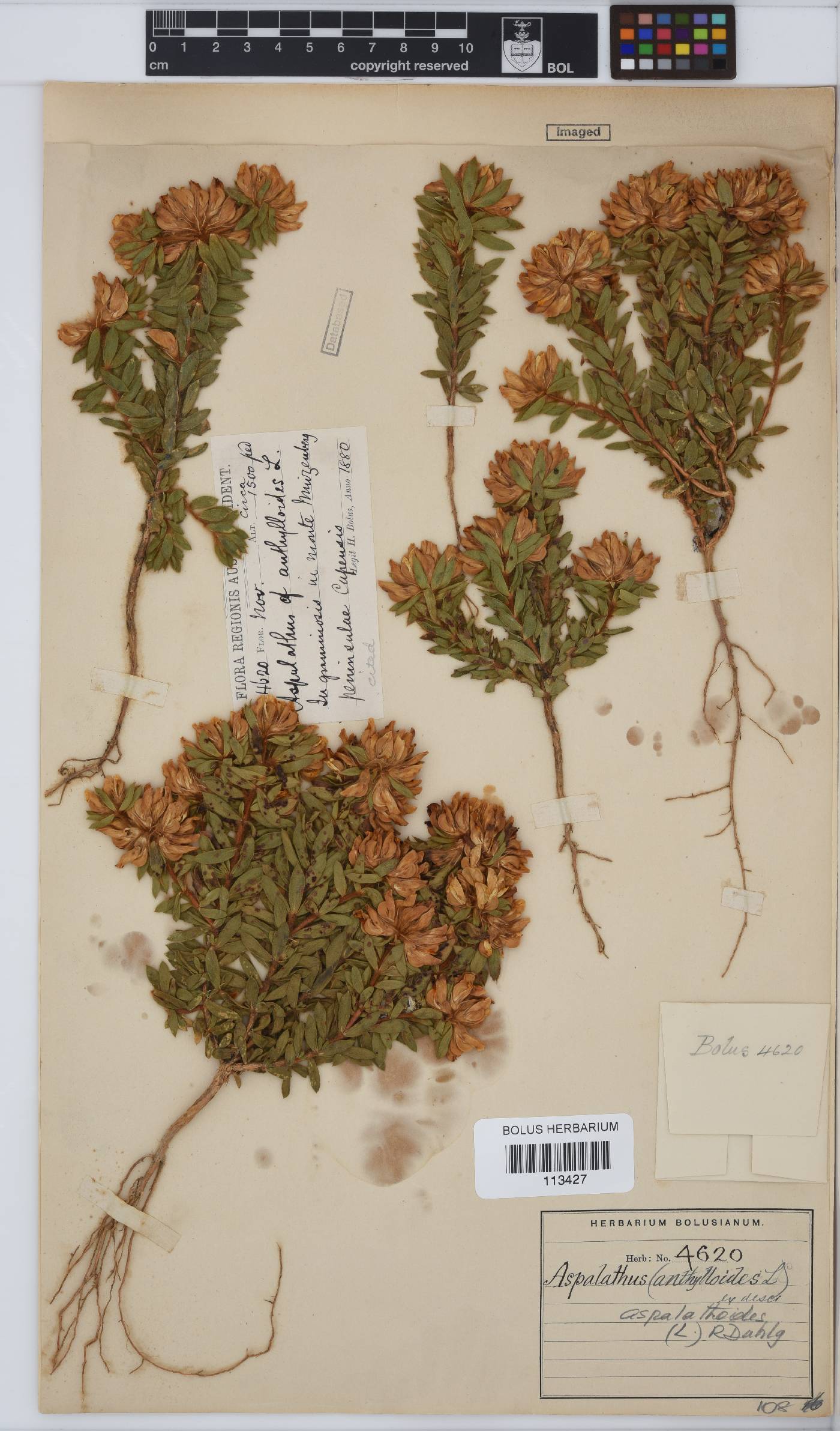Aspalathus aspalathoides image