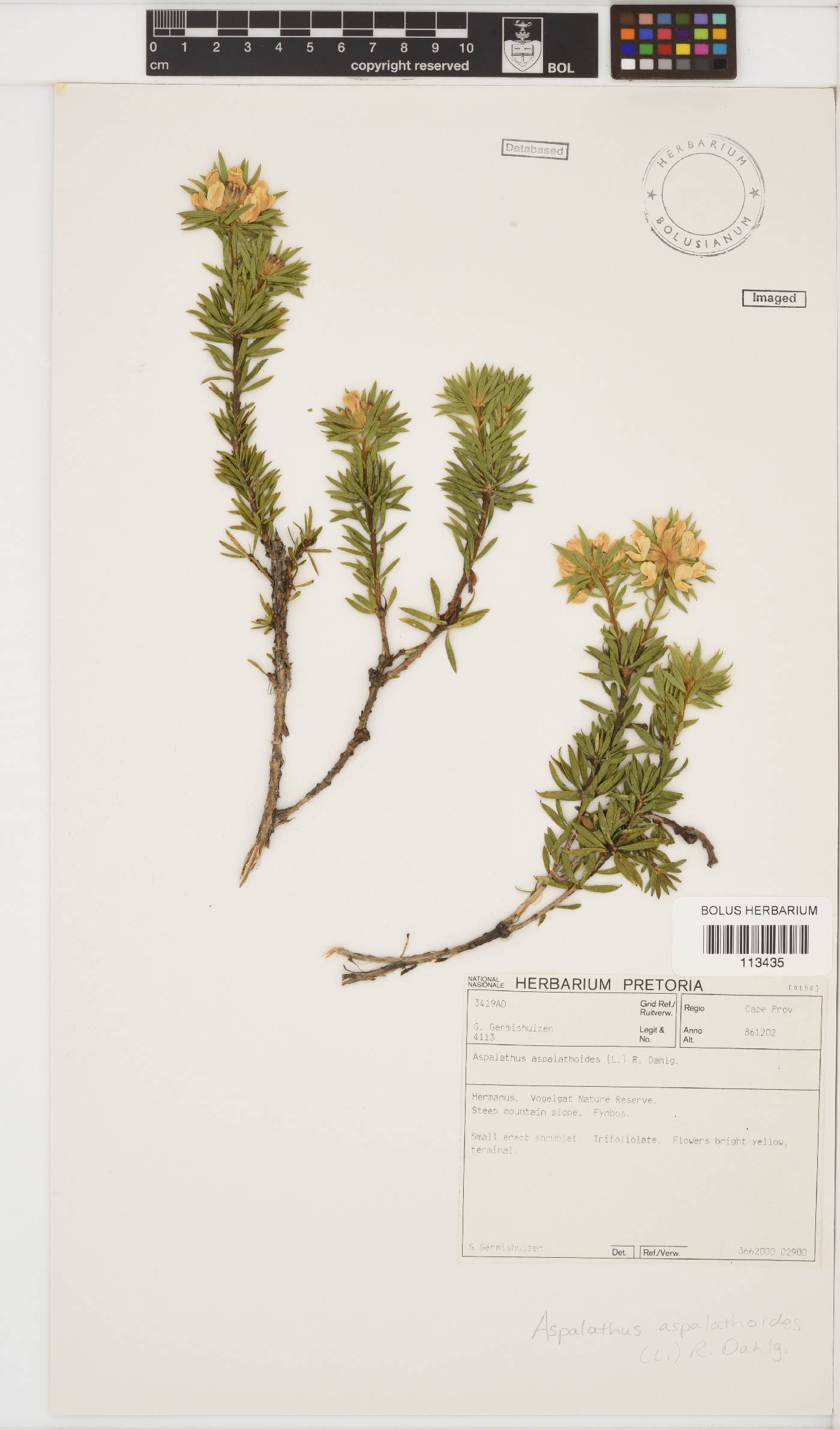 Aspalathus aspalathoides image