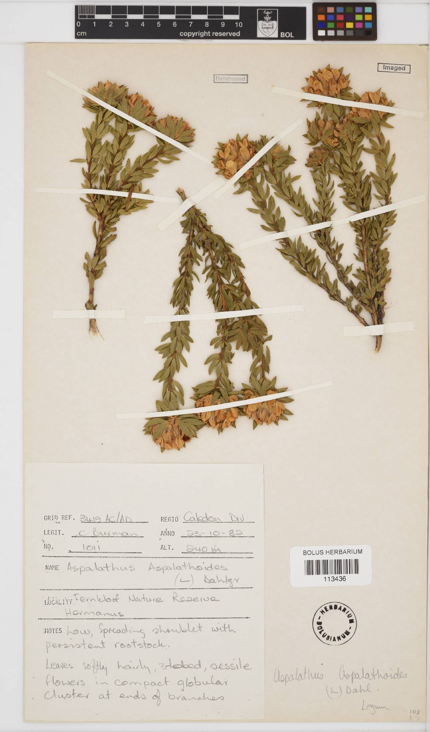 Aspalathus aspalathoides image