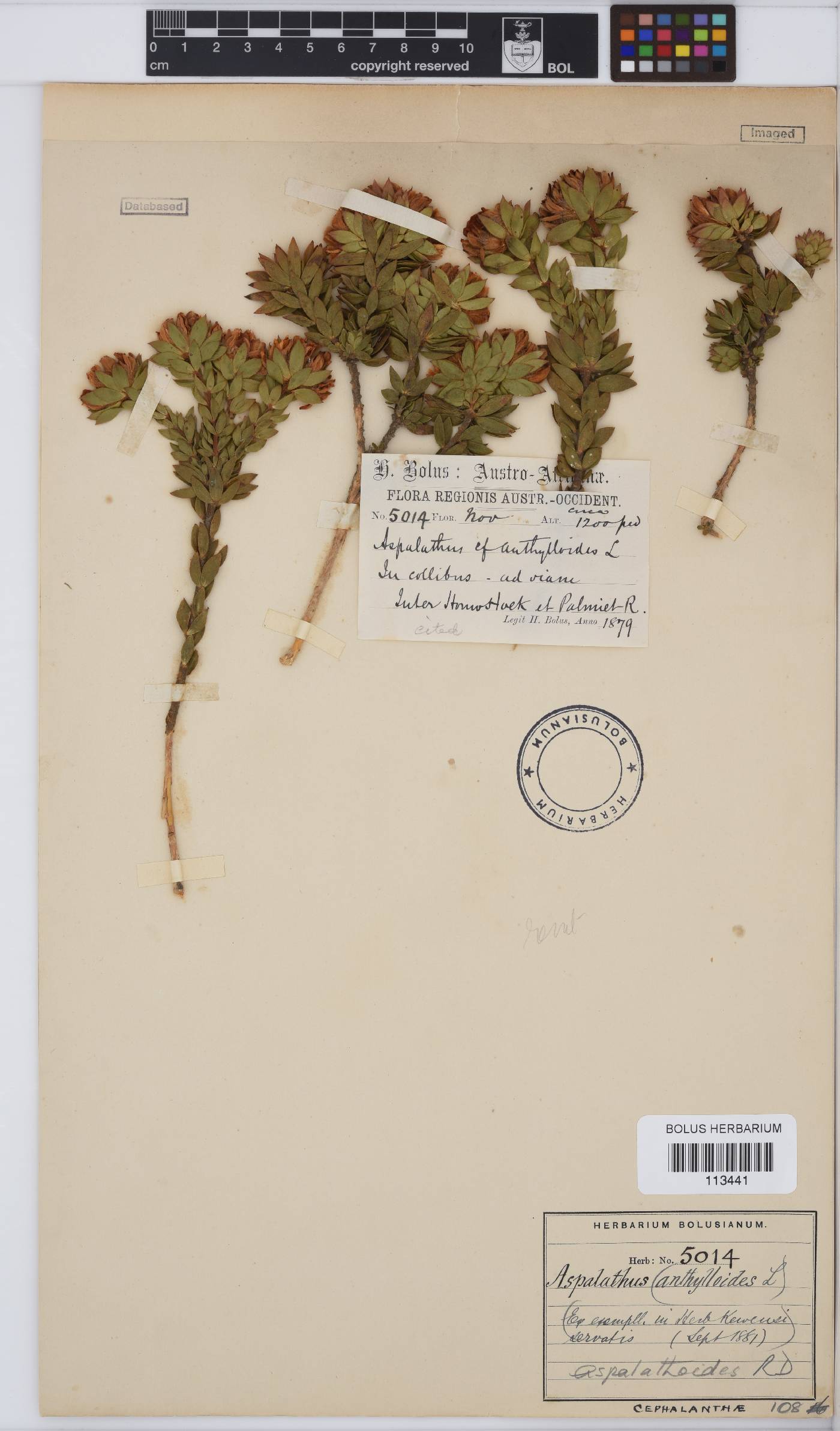 Aspalathus aspalathoides image