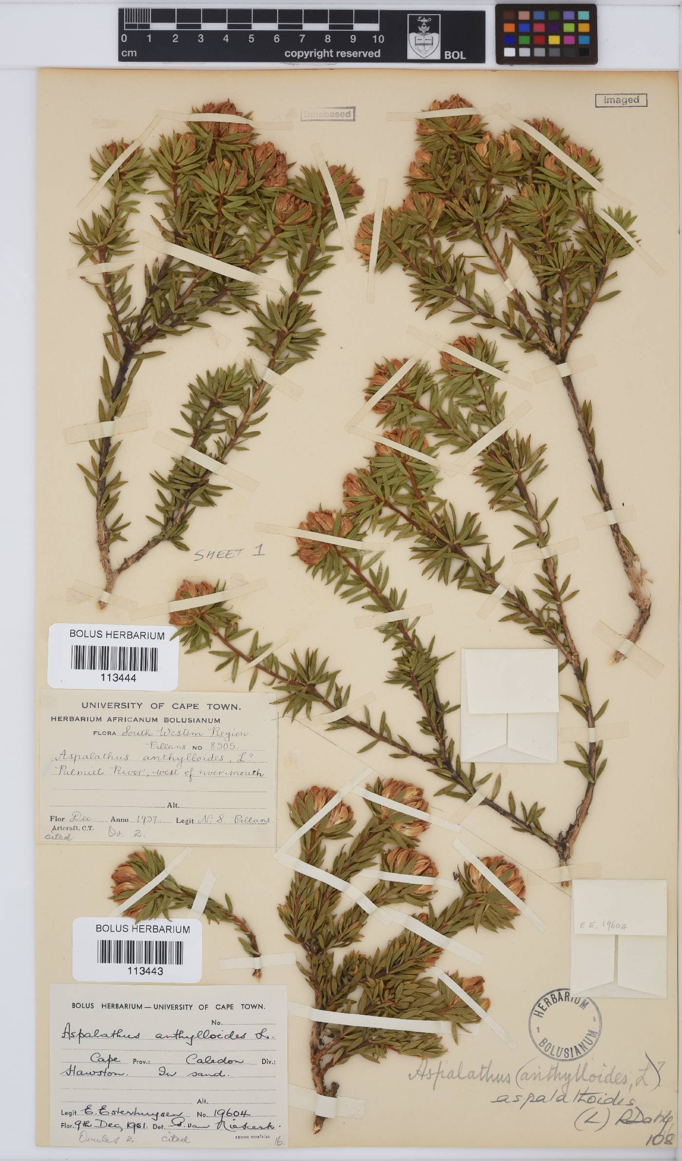 Aspalathus aspalathoides image