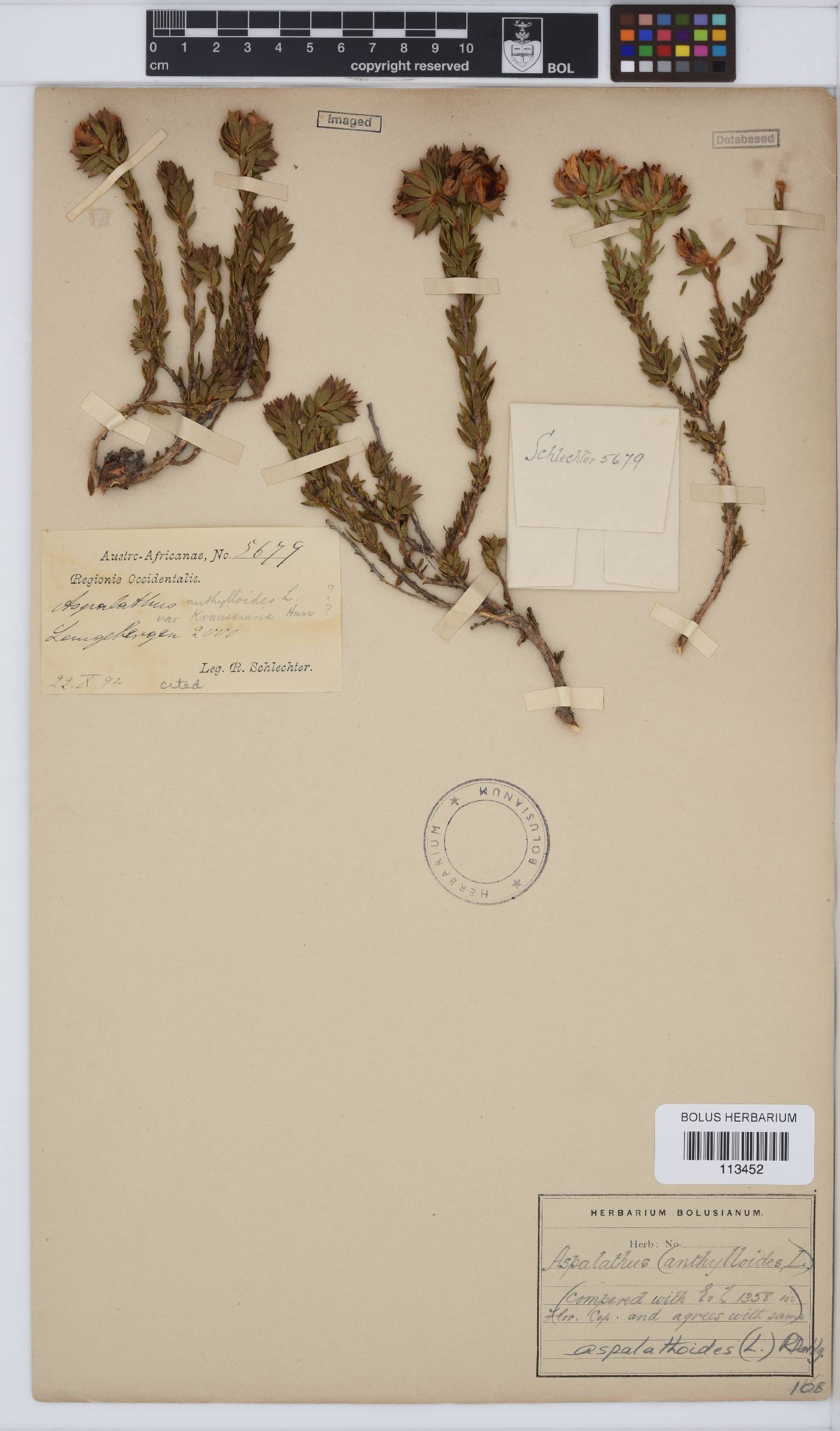 Aspalathus aspalathoides image