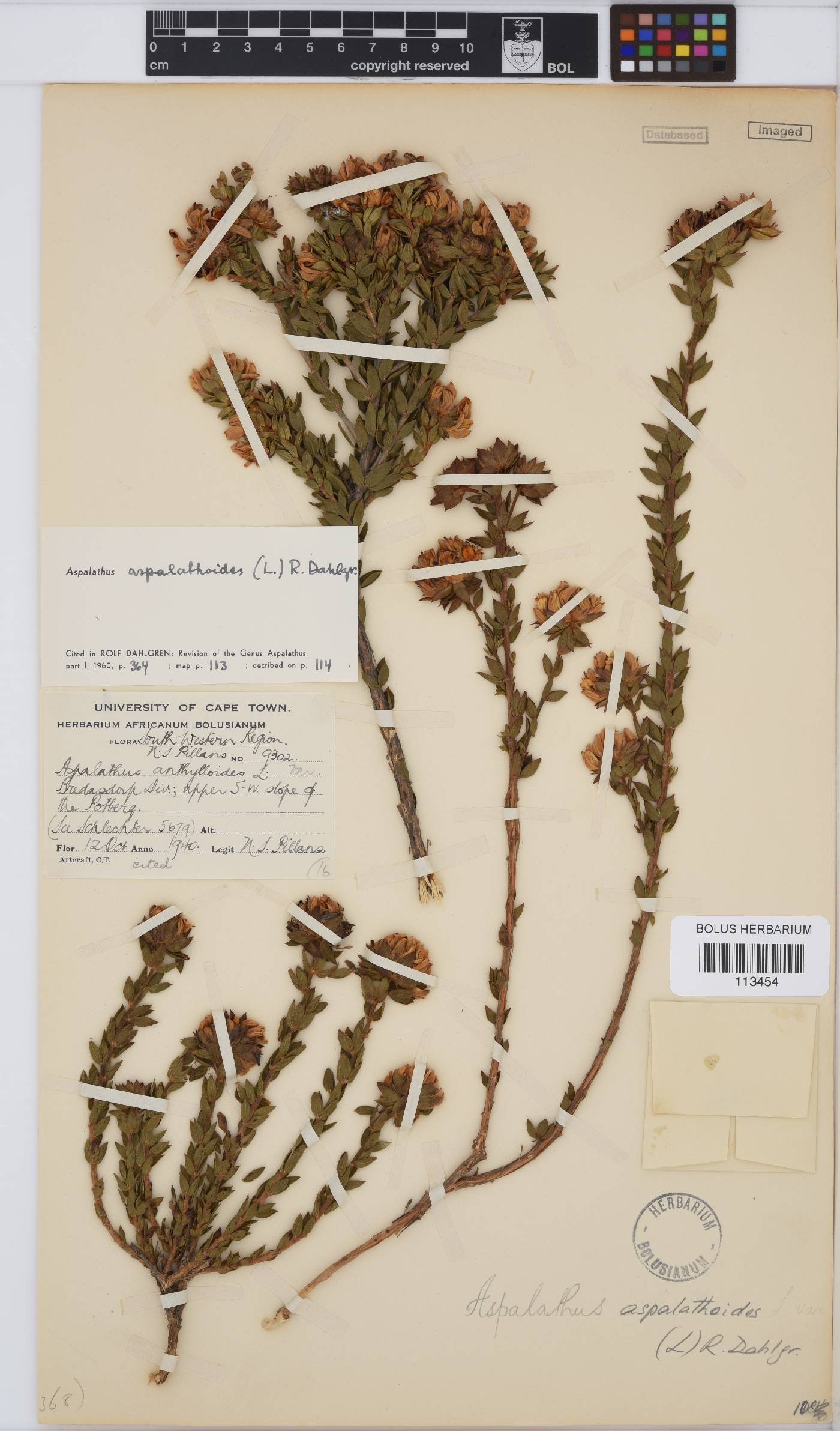Aspalathus aspalathoides image