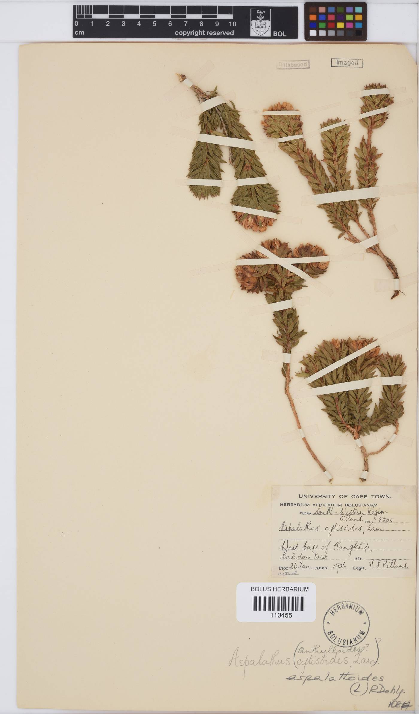 Aspalathus aspalathoides image