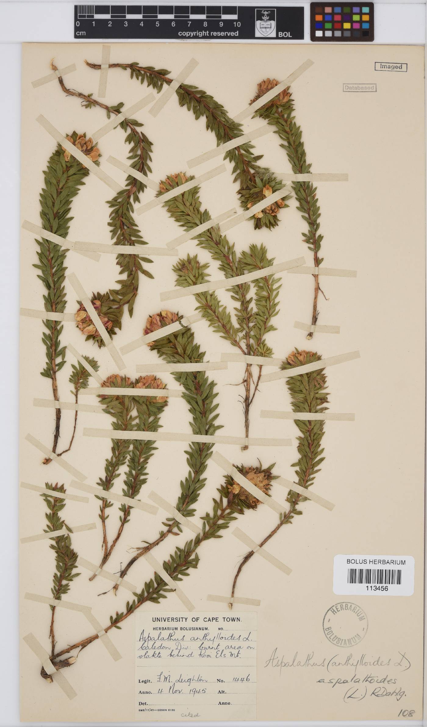 Aspalathus aspalathoides image