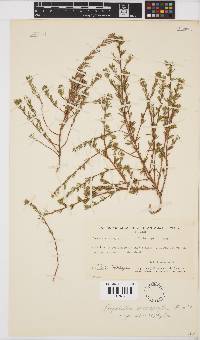 Aspalathus stenophylla image