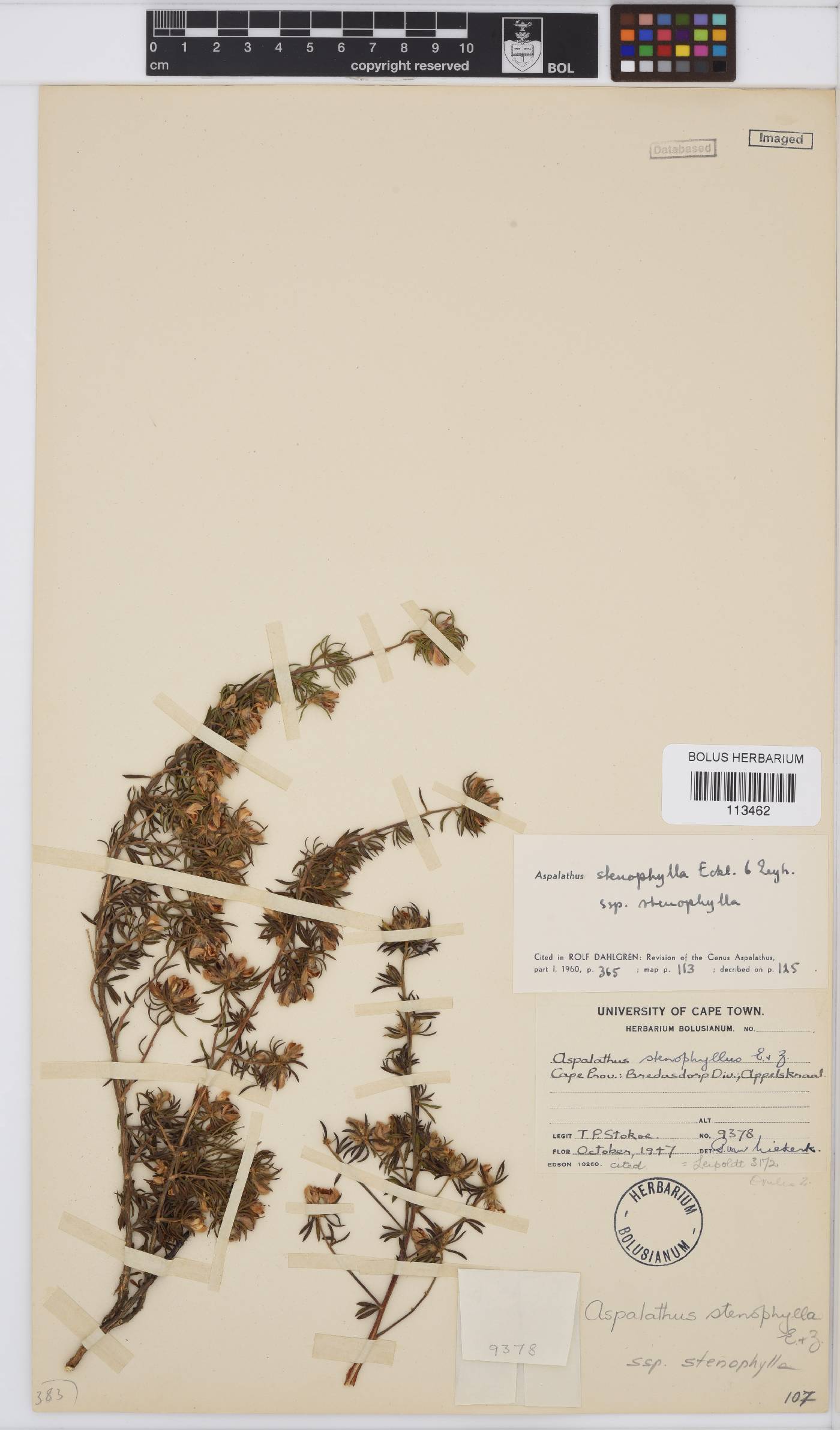 Aspalathus stenophylla image