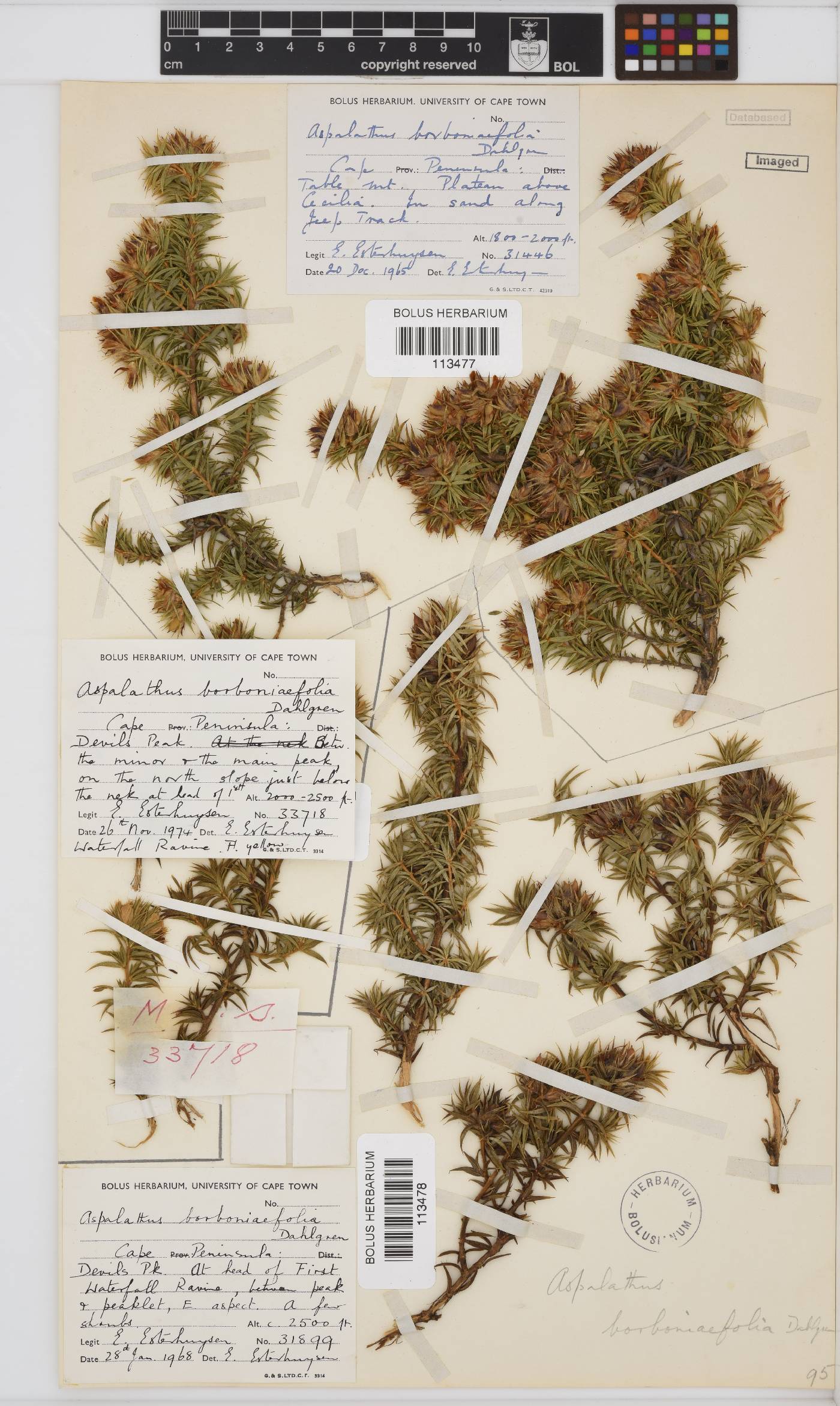 Aspalathus borboniifolia image