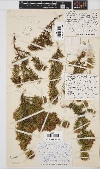 Aspalathus borboniifolia image