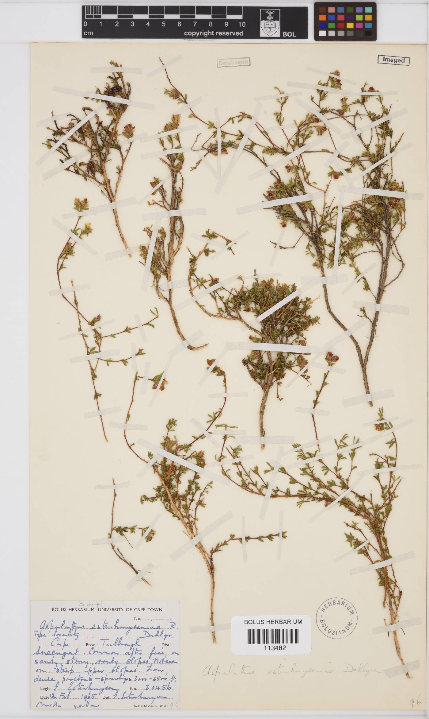 Aspalathus esterhuyseniae image