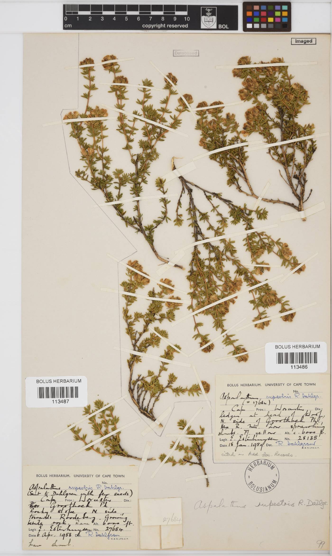 Aspalathus rupestris image
