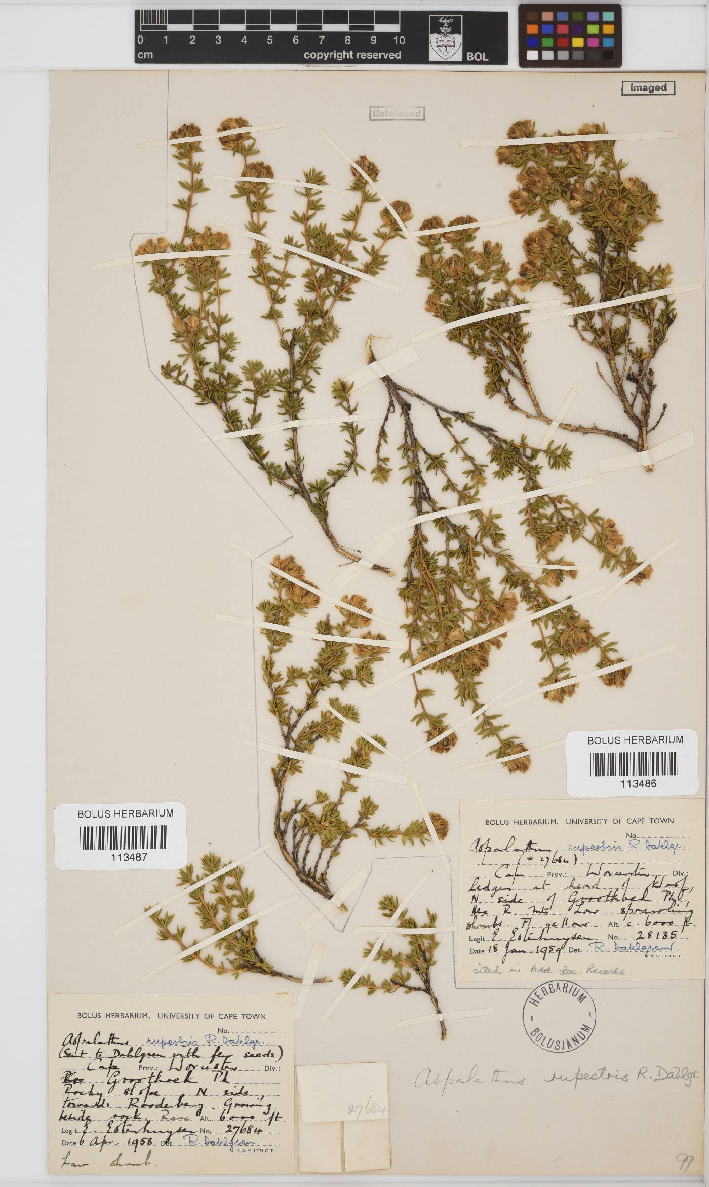 Aspalathus rupestris image