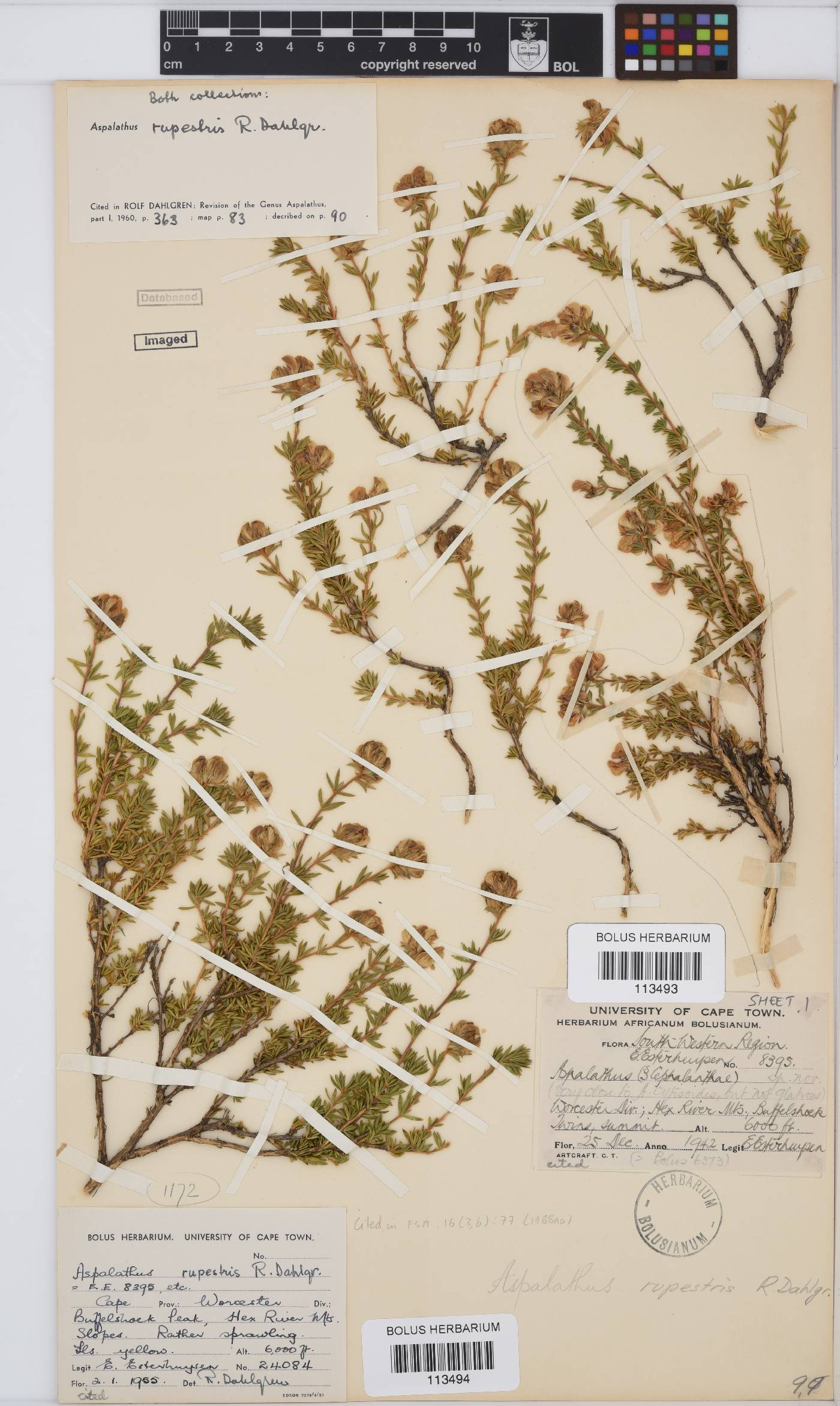 Aspalathus rupestris image