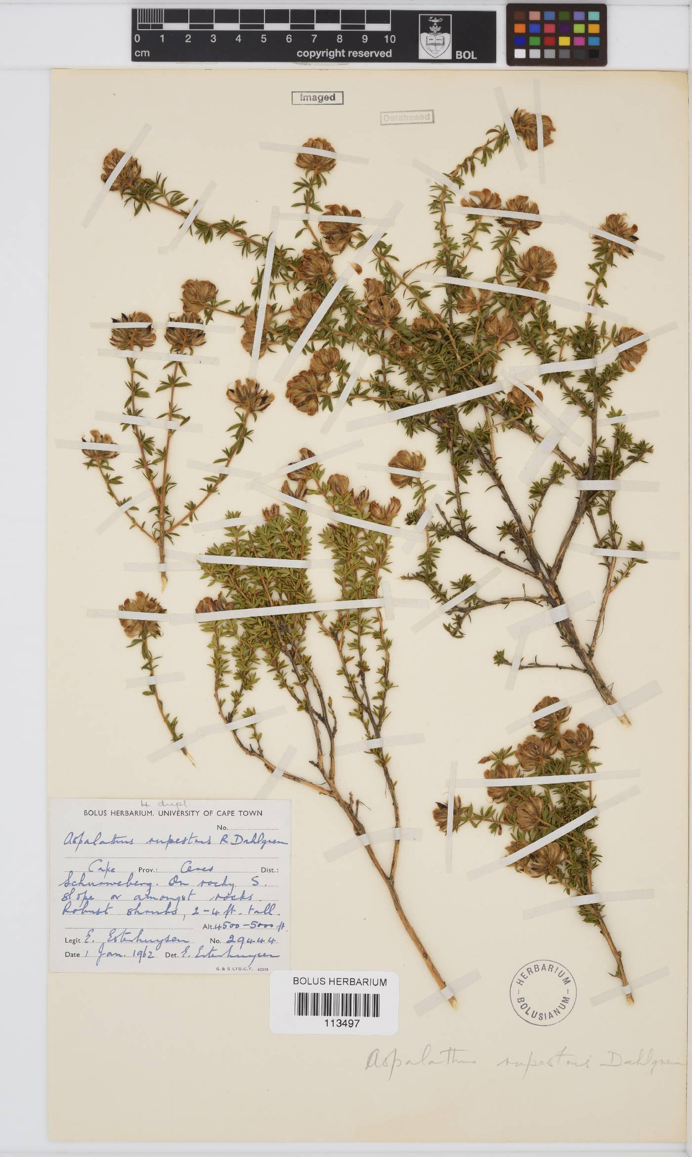 Aspalathus rupestris image