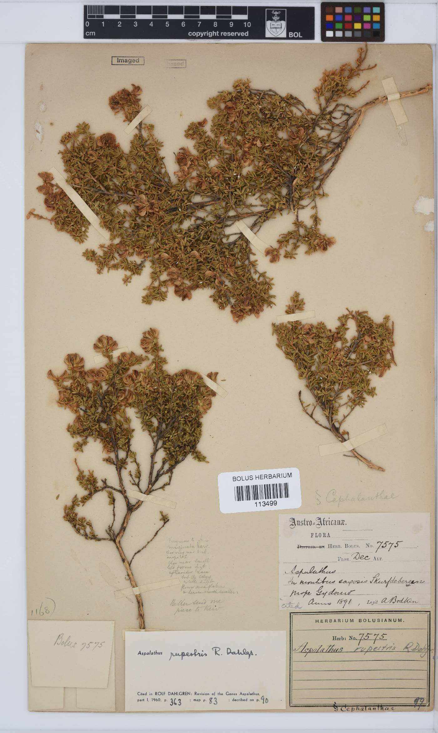 Aspalathus rupestris image