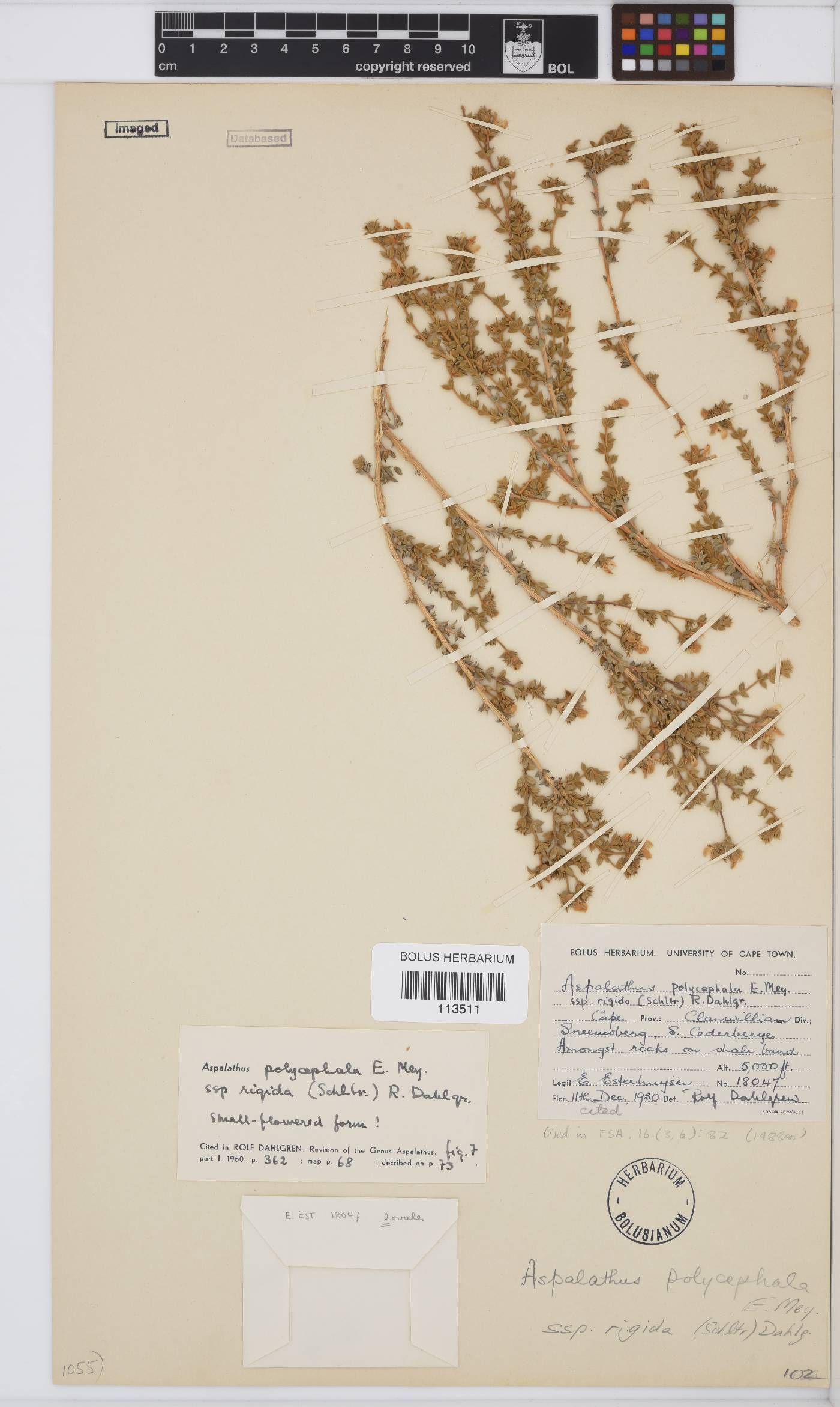 Aspalathus polycephala subsp. rigida image