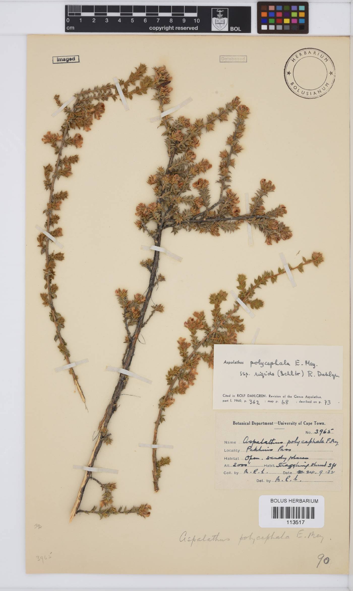 Aspalathus polycephala subsp. rigida image