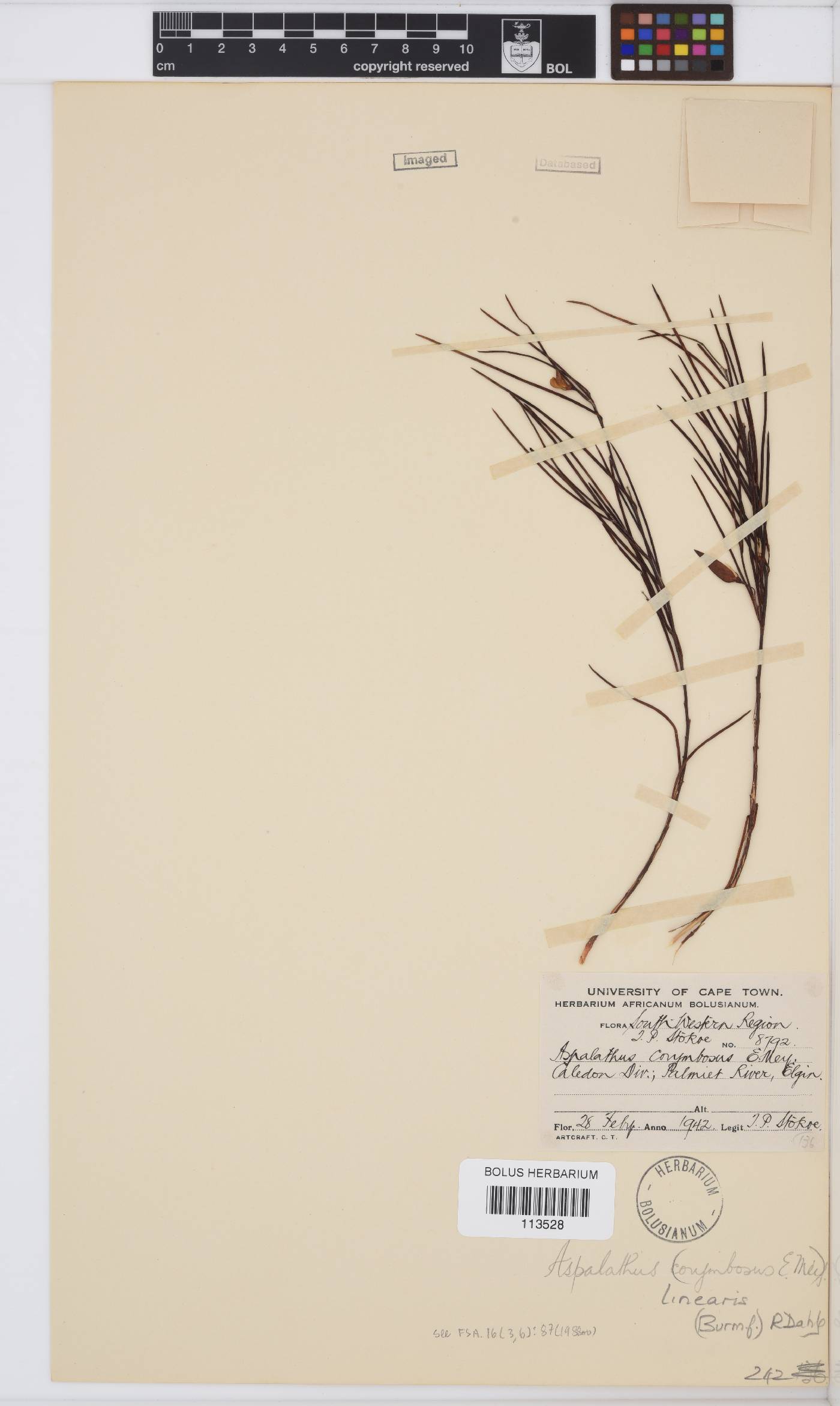 Aspalathus linearis image