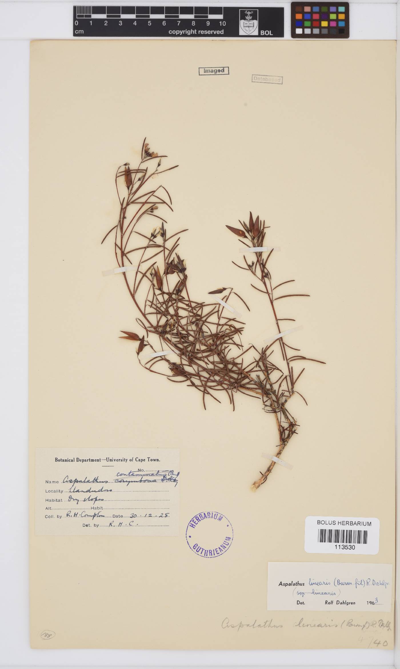 Aspalathus linearis image