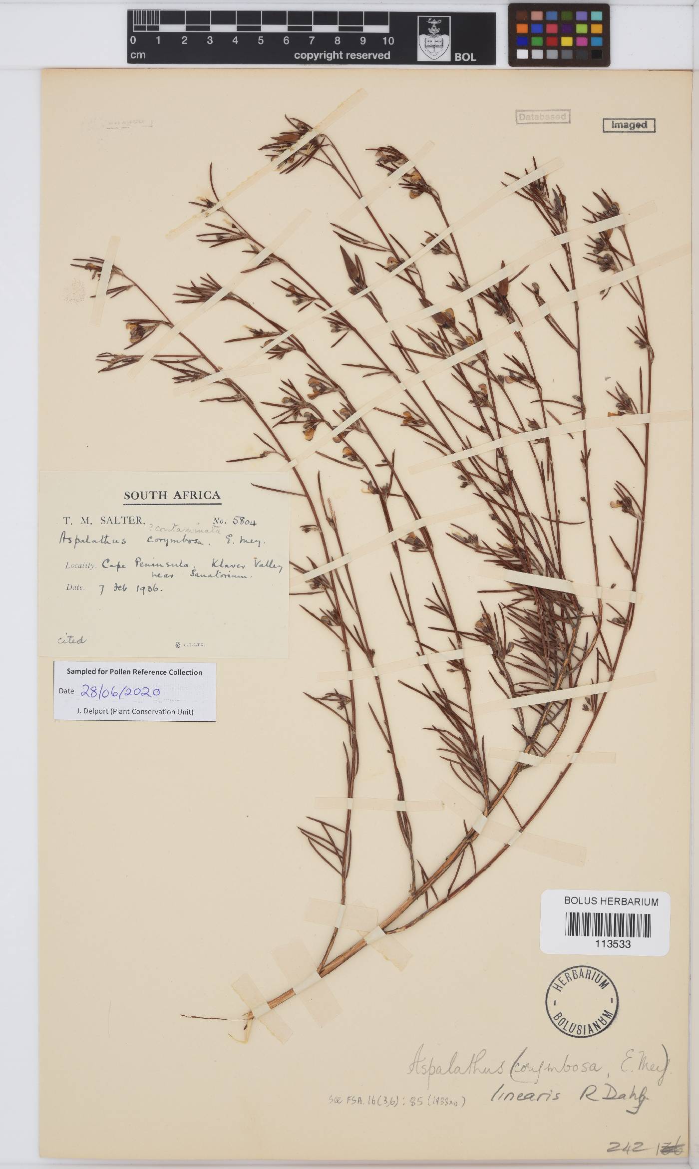 Aspalathus linearis image