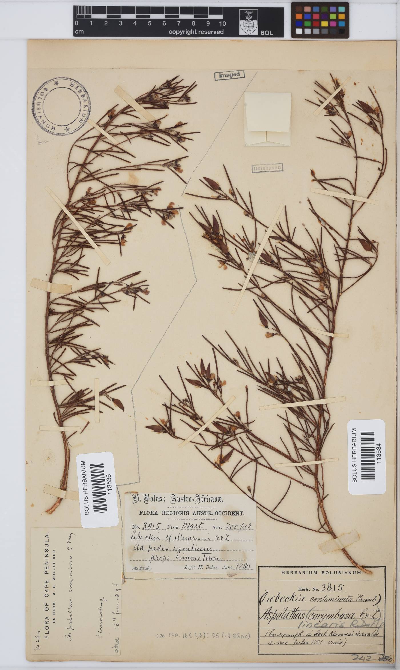 Aspalathus linearis image