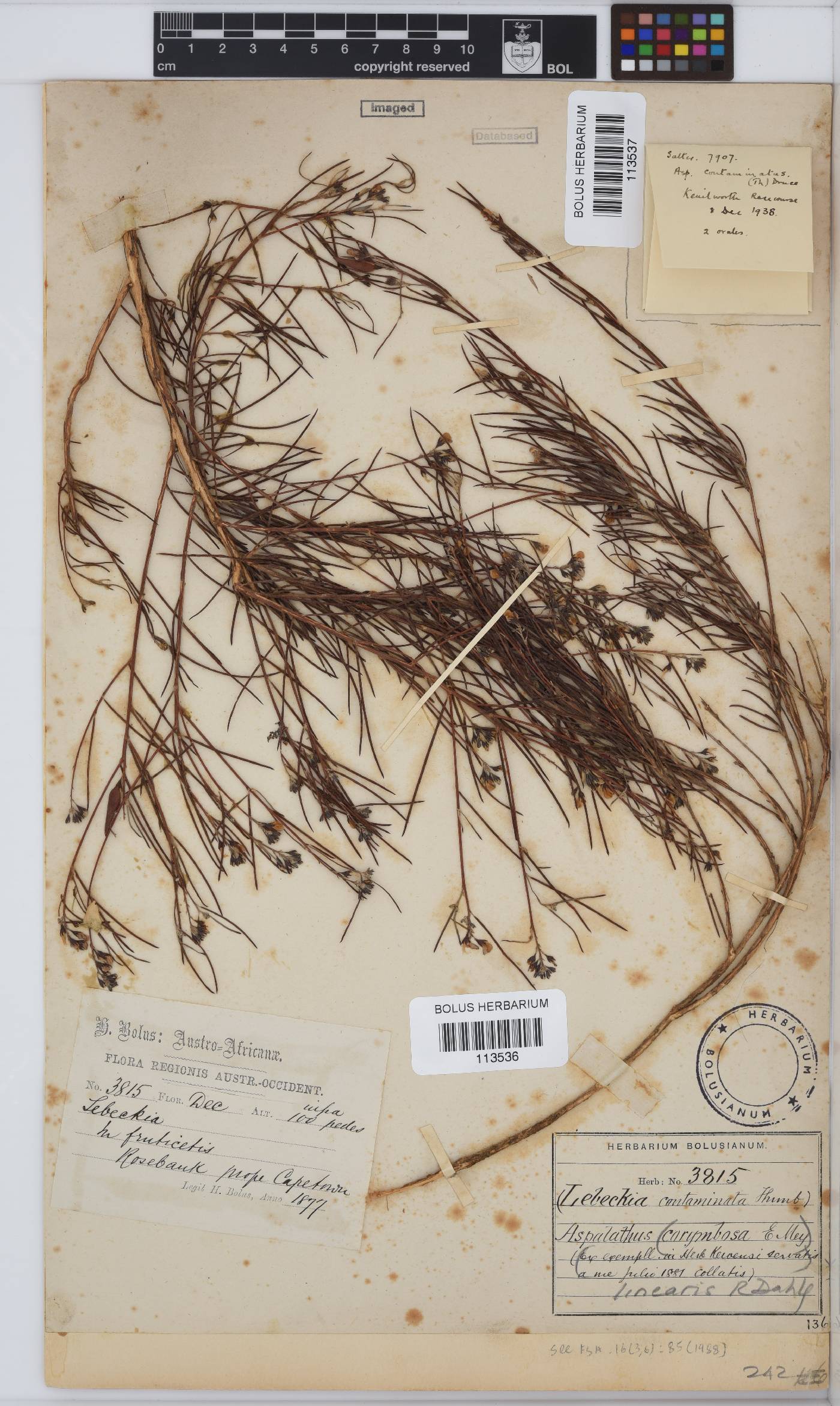Aspalathus linearis image