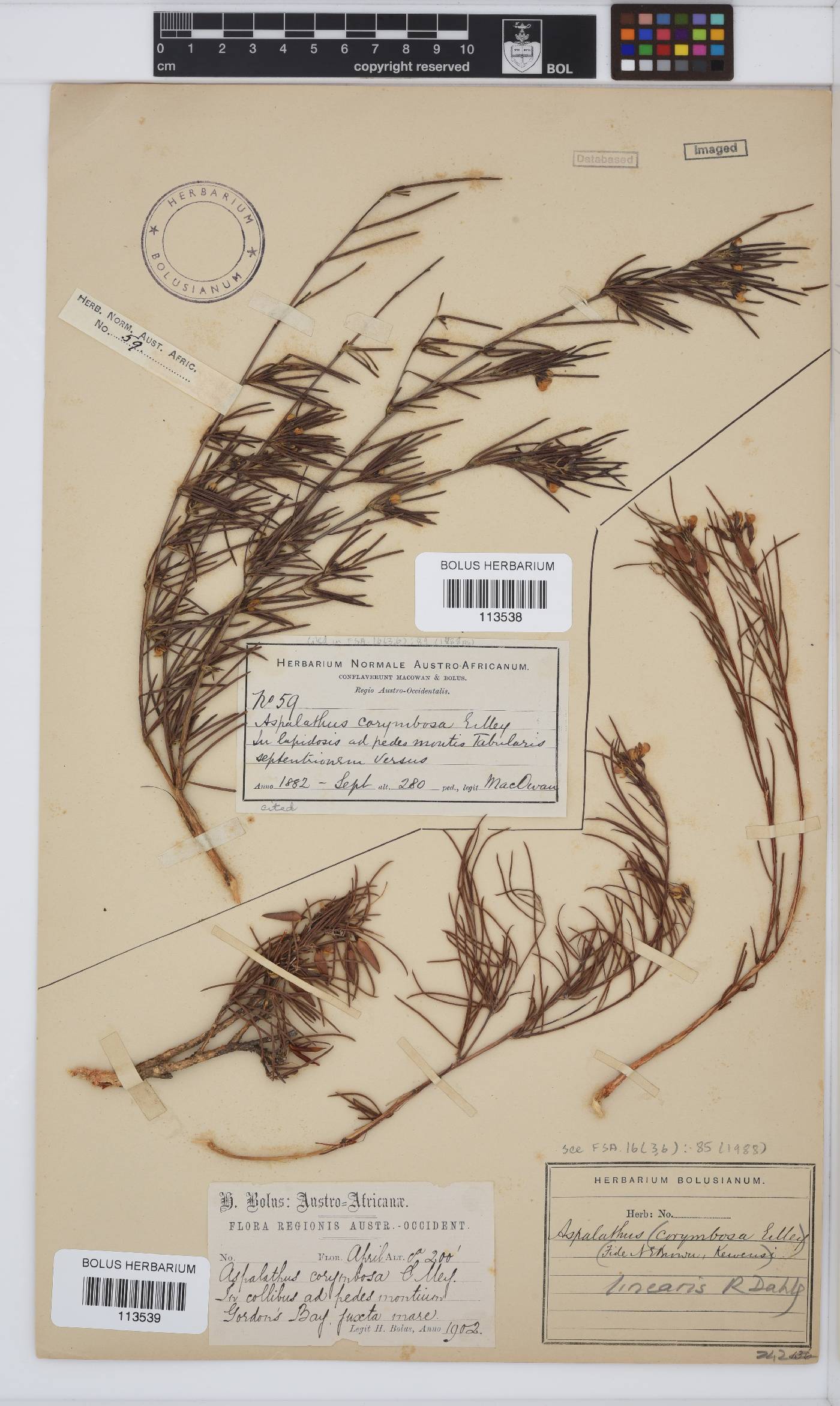 Aspalathus linearis image