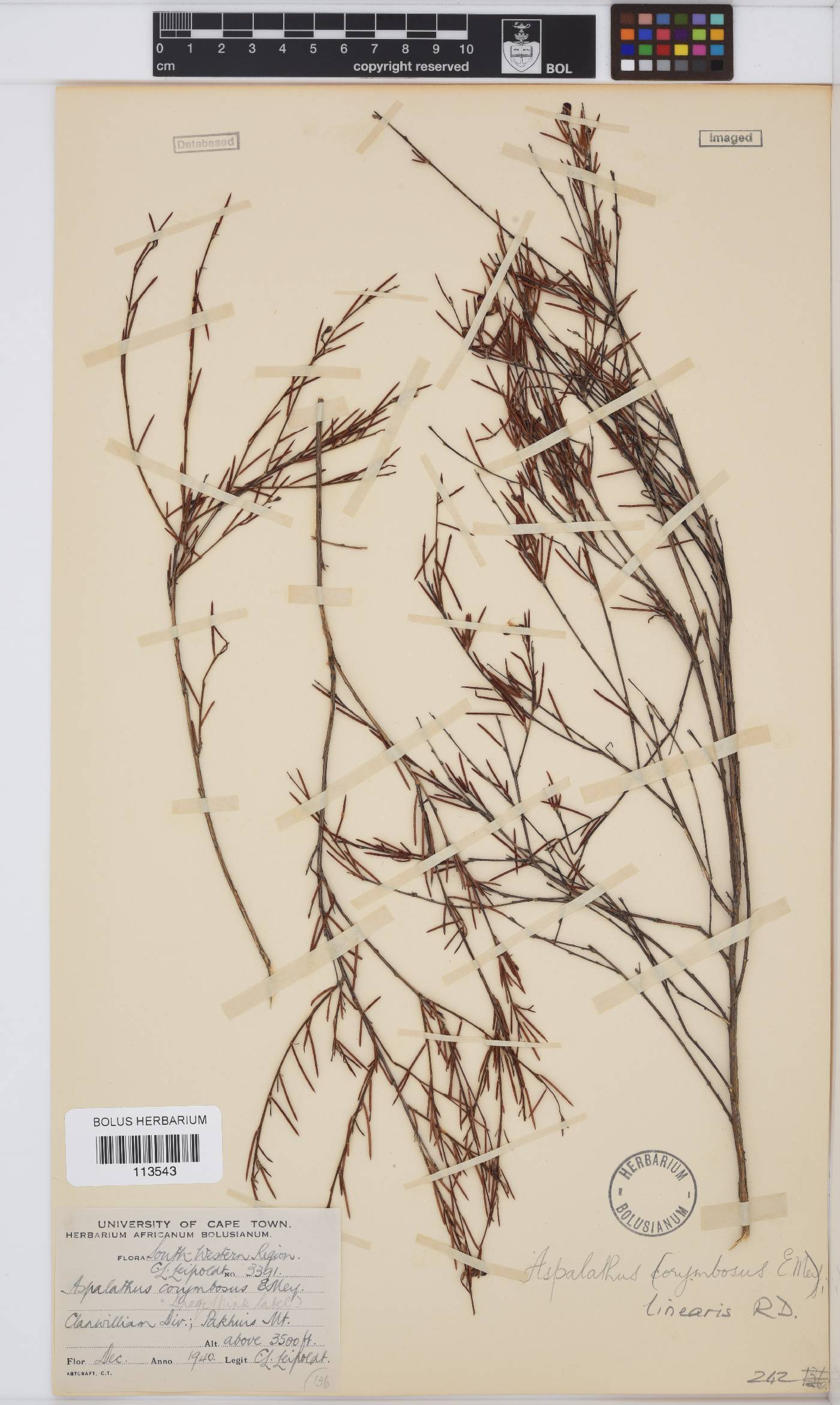 Aspalathus linearis image