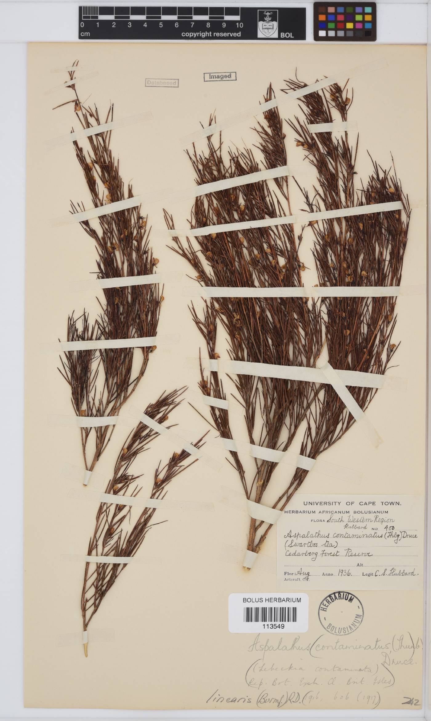 Aspalathus linearis image