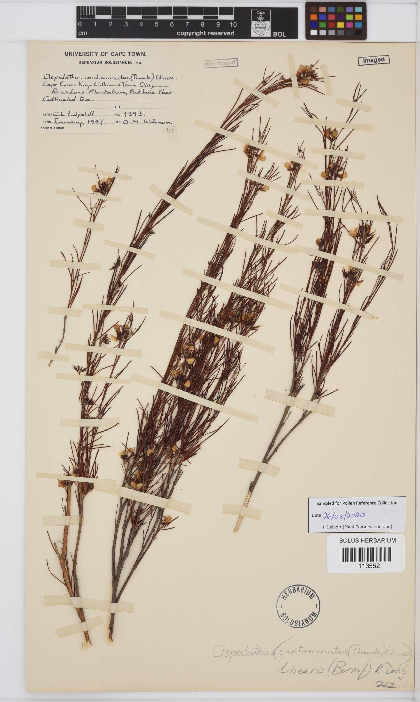 Aspalathus linearis image