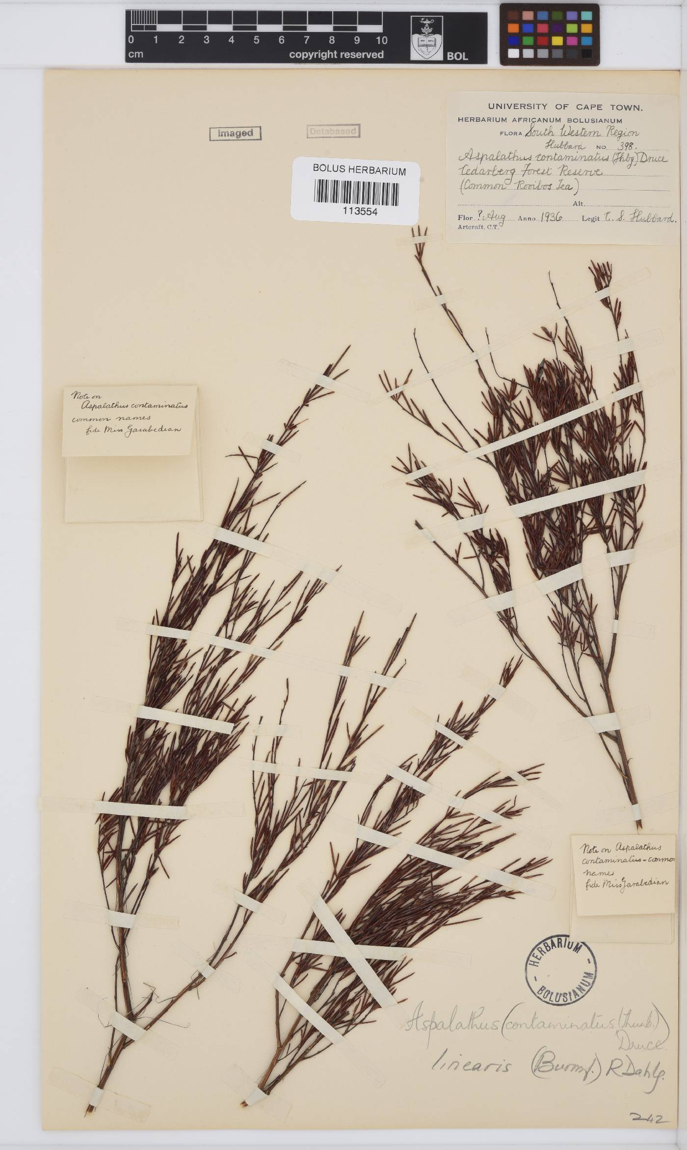 Aspalathus linearis image